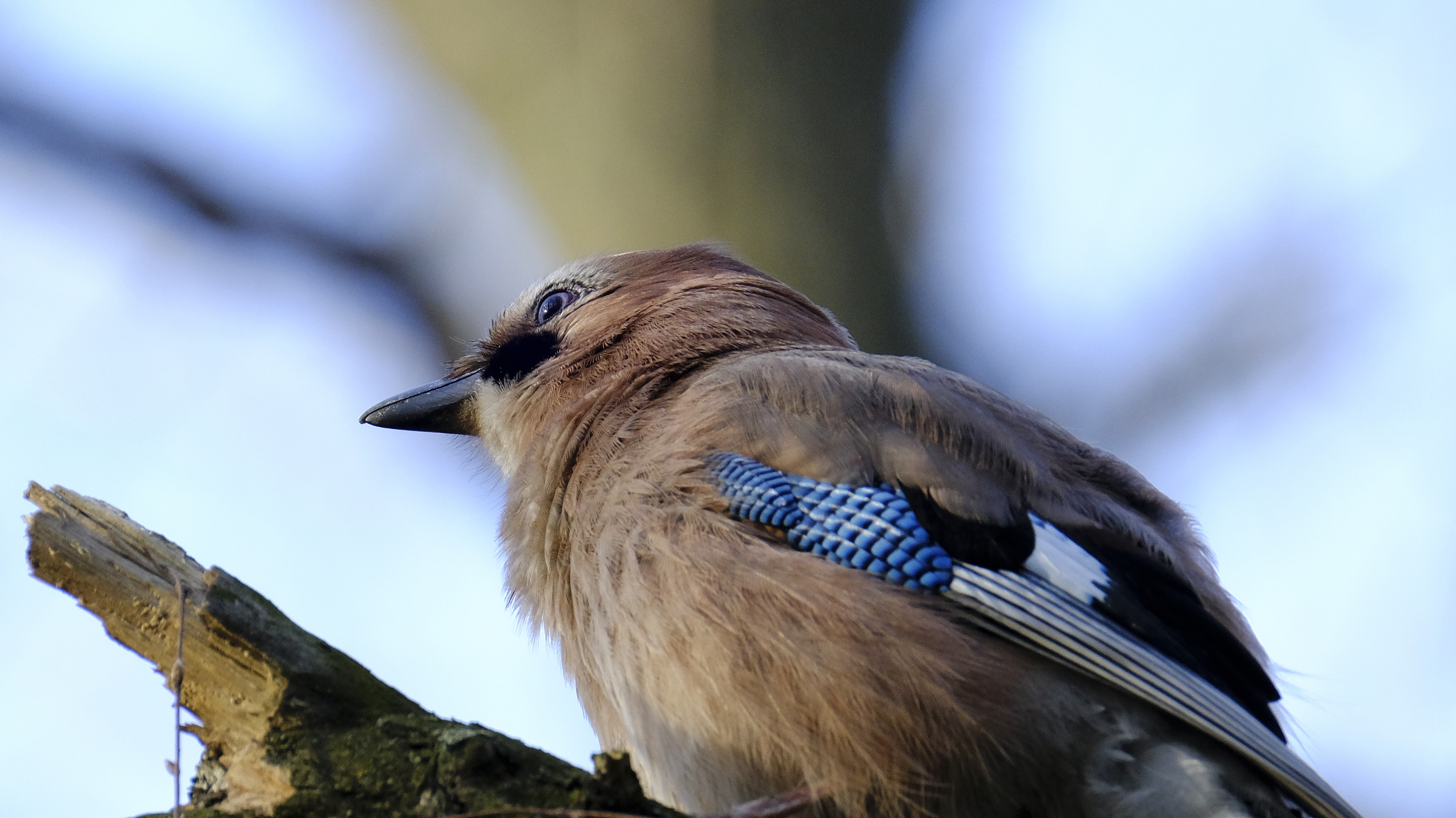 Sójka (Garrulus glandarius) 03.2022