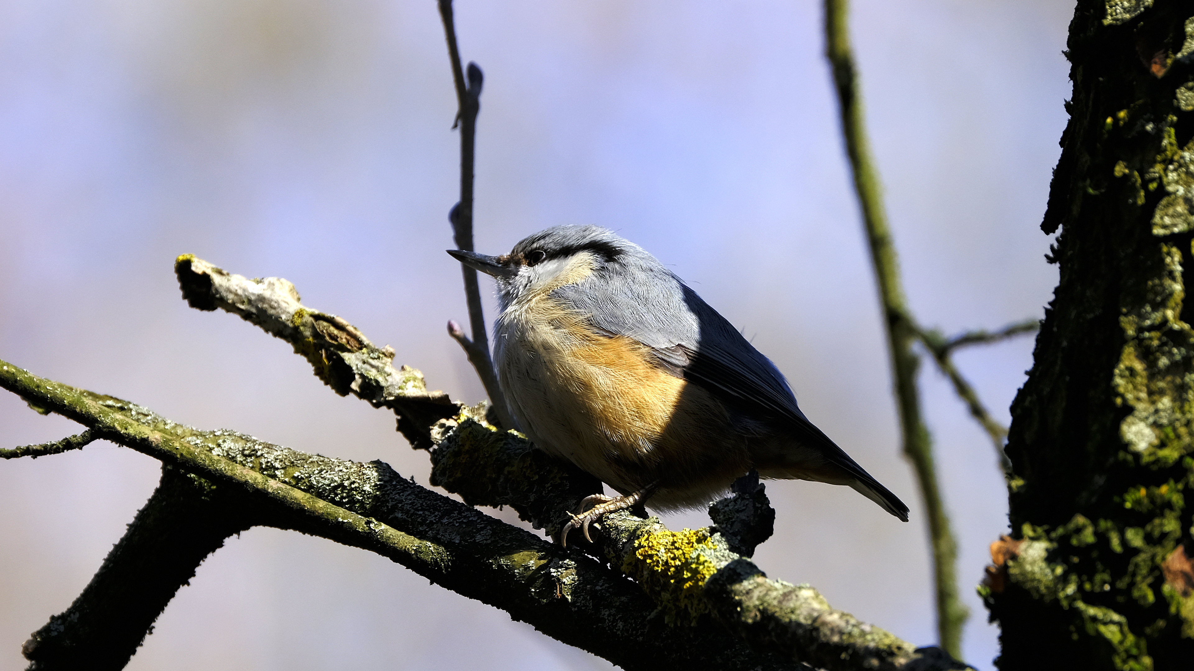 Kowalik (Sitta europaea) 03.2022