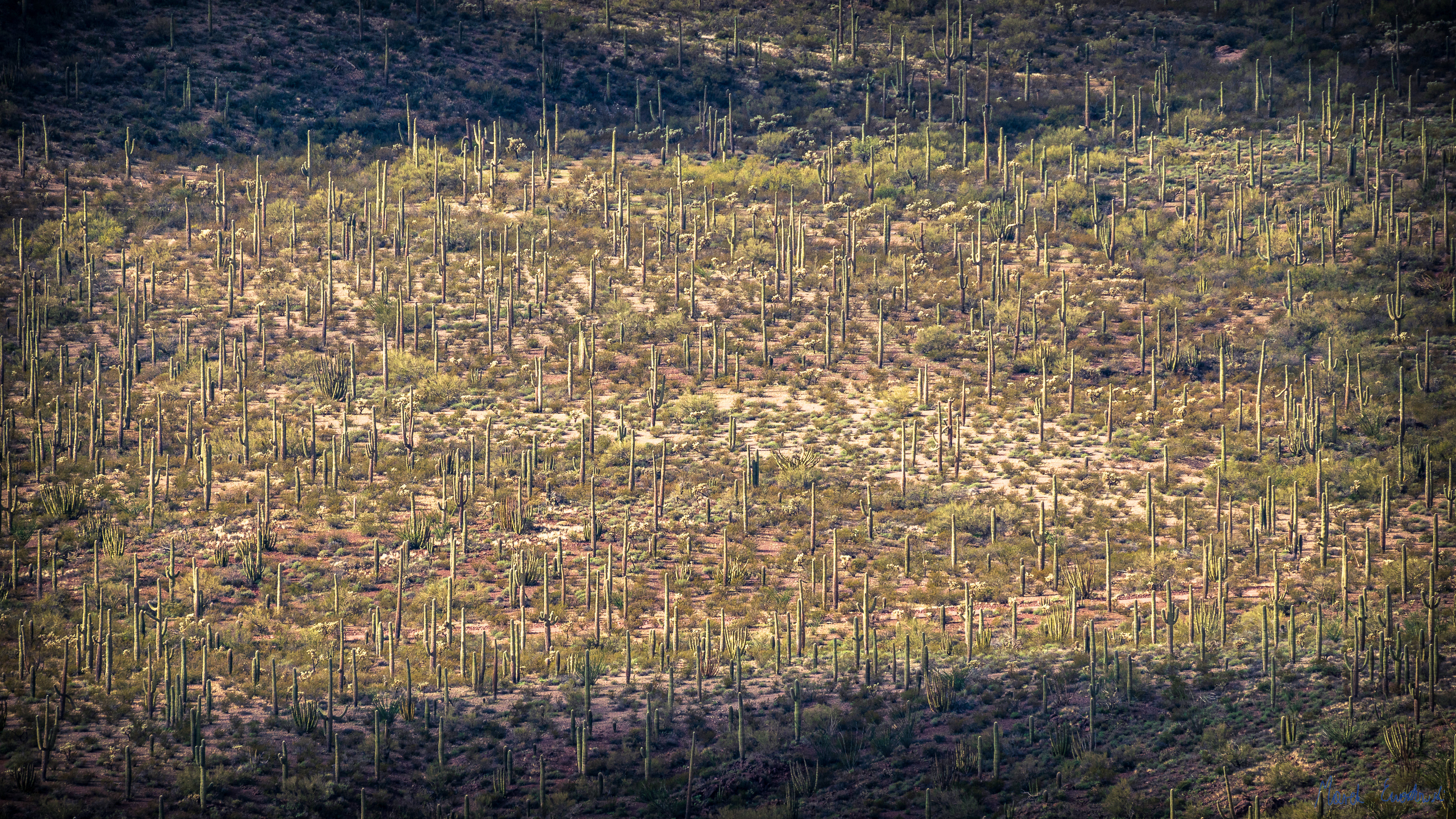 Organ Pipe Cactus National Monument, Arizona