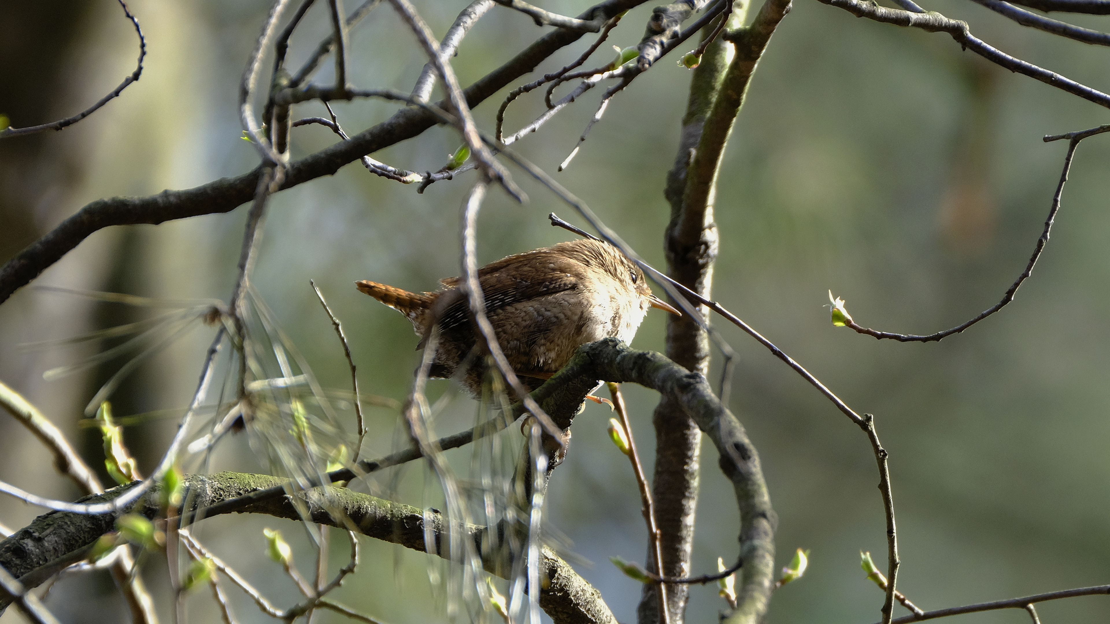 Strzyżyk (Troglodytes troglodytes) 03.2022