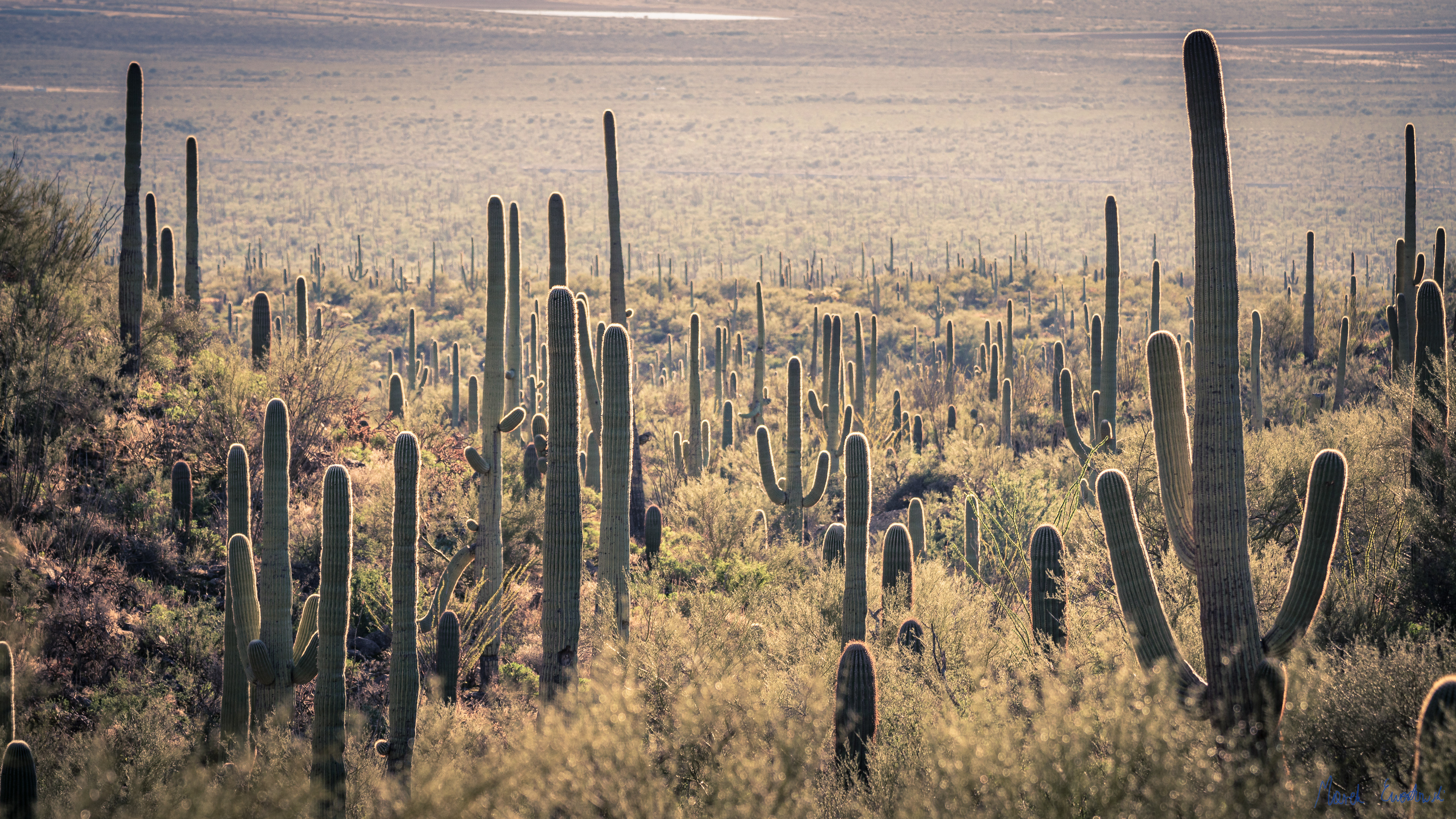 Saguaro National Park, Arizona