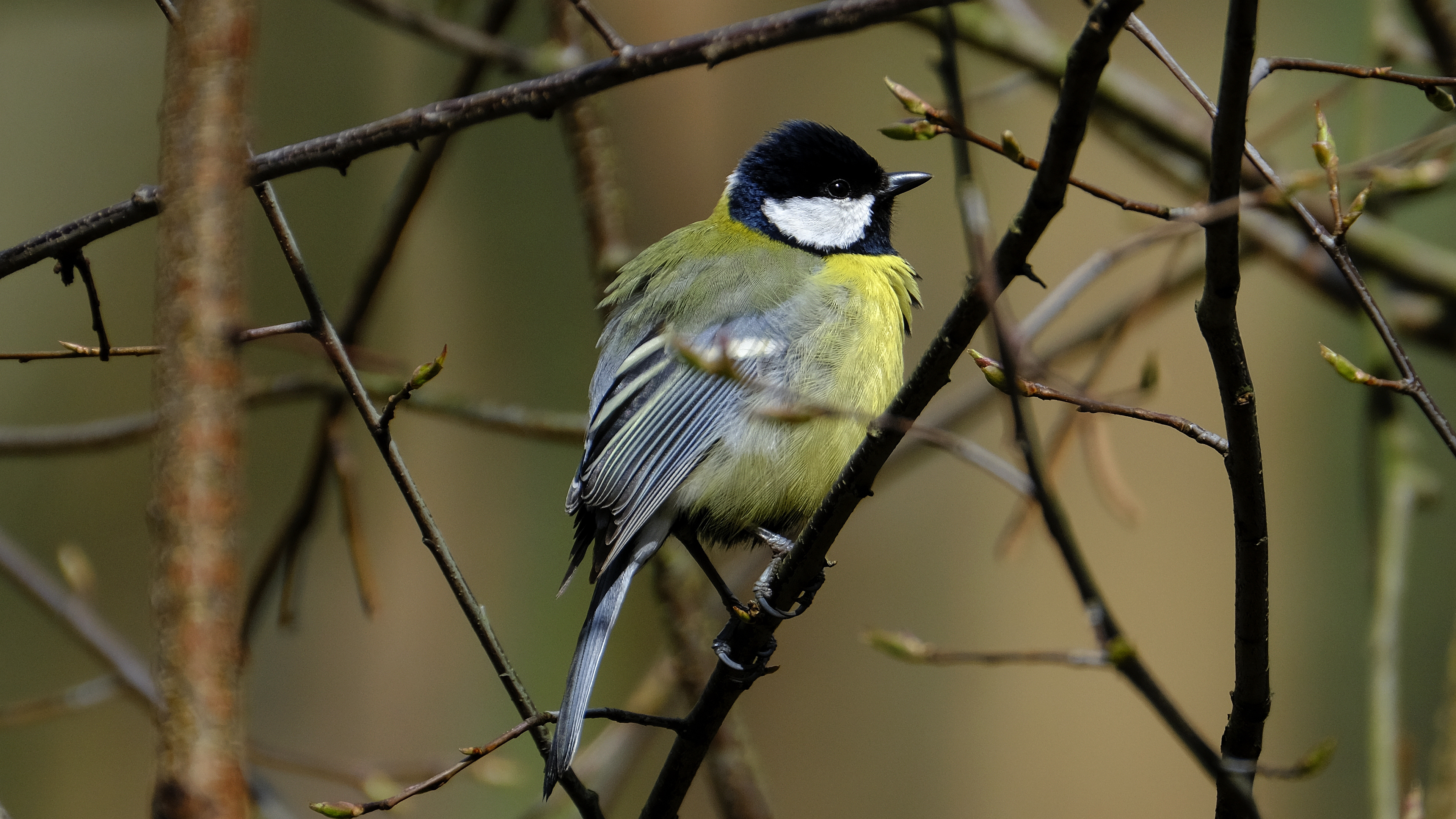 Bogatka (Parus major) 03.2022