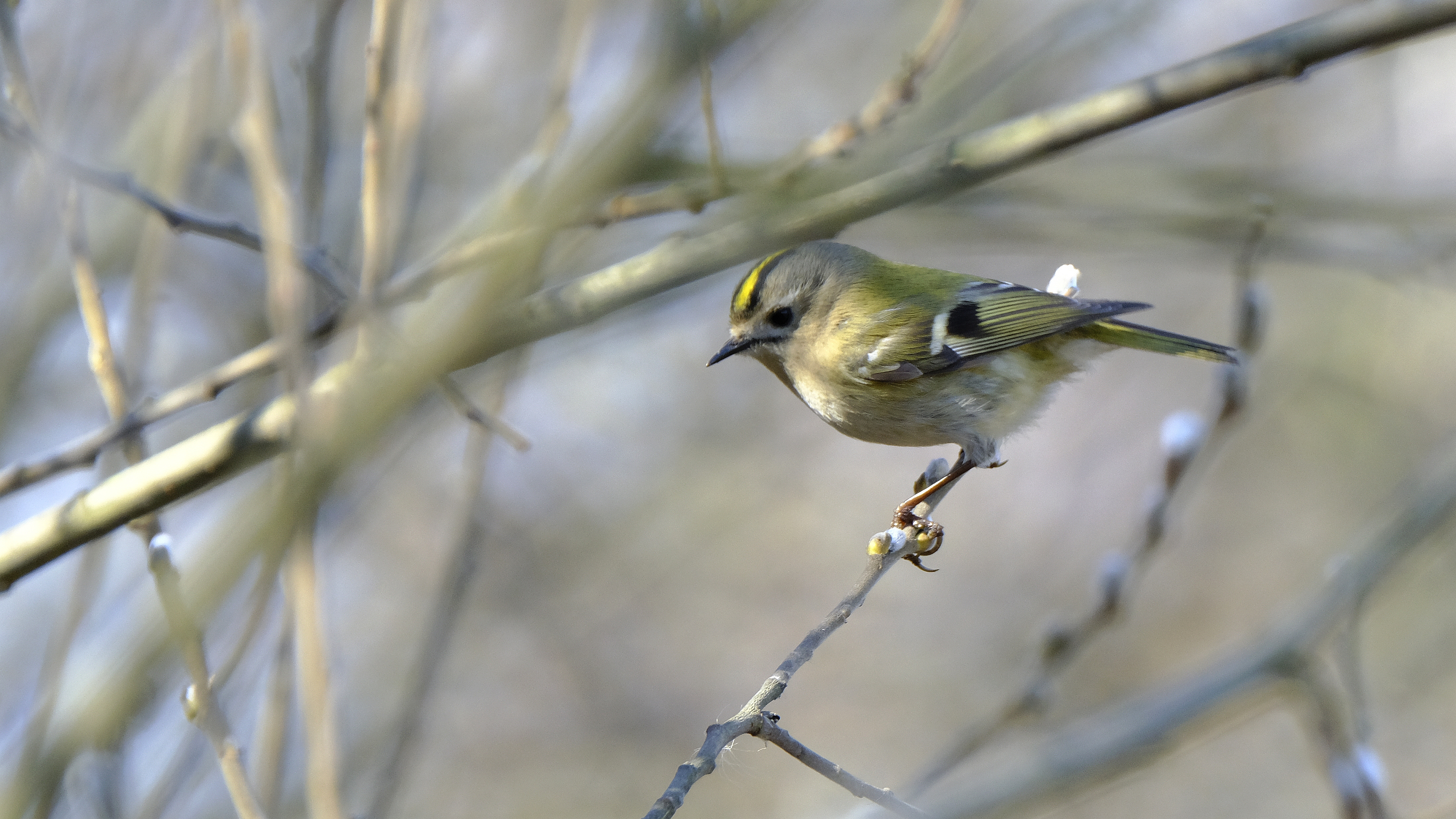 Król Myszy (Regulus regulus) 03.2022
