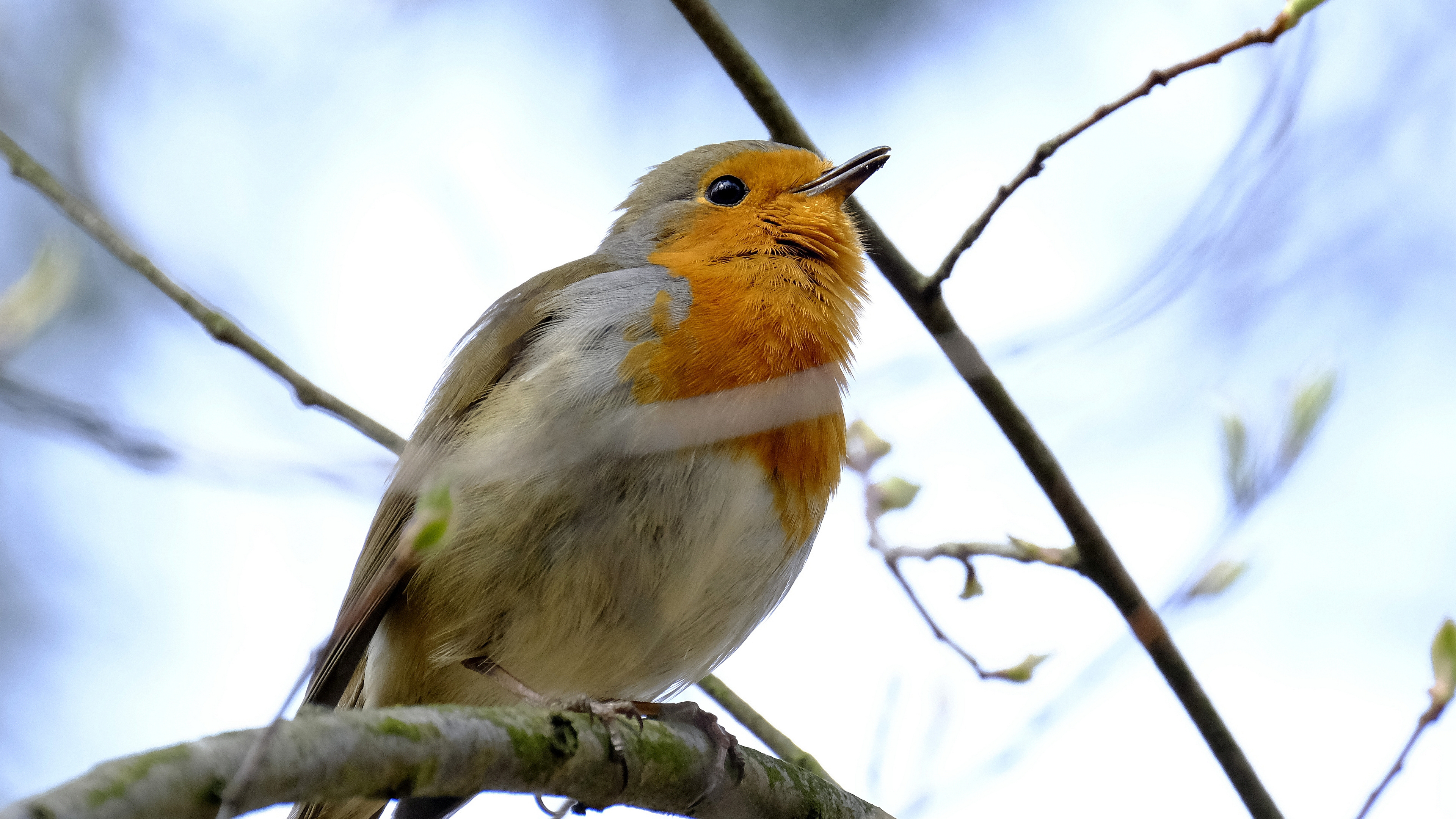 Rudzik (Erithacus rubicola) 03.2022