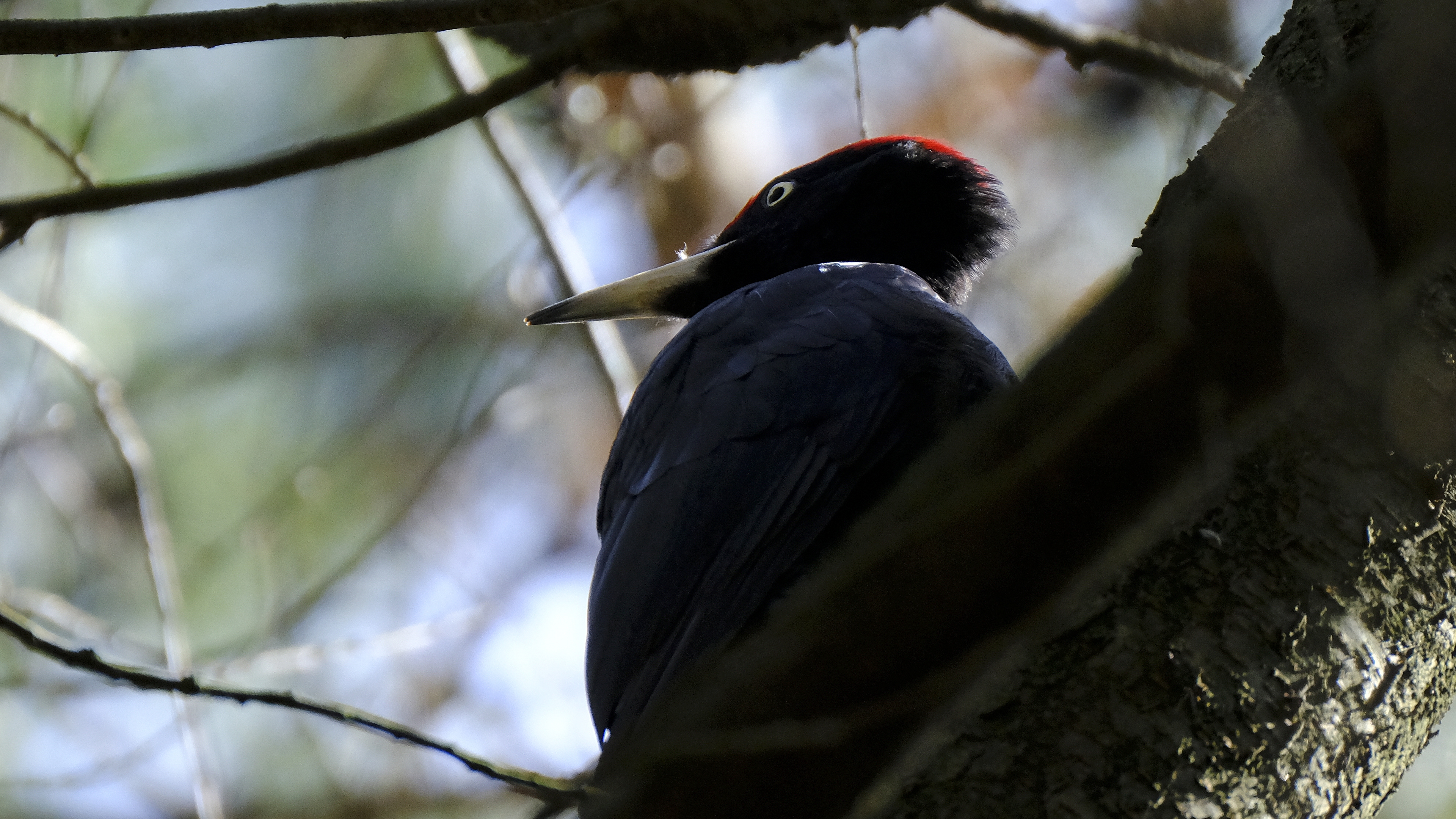 Czarna owca w rodzinie (Dryocopus martius) 03.2022
