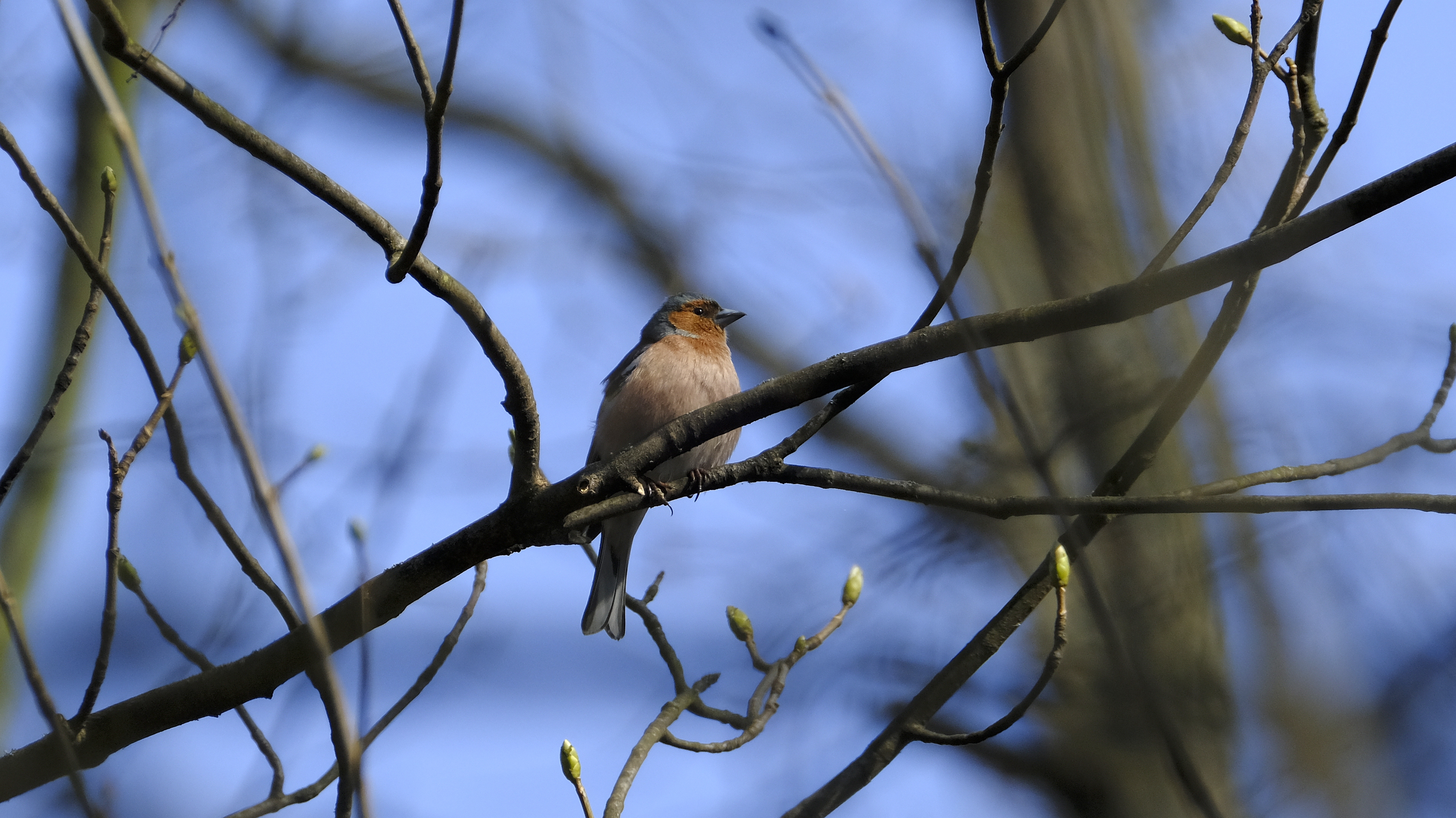 Zięba (Fringilla coelebs) 03.2022