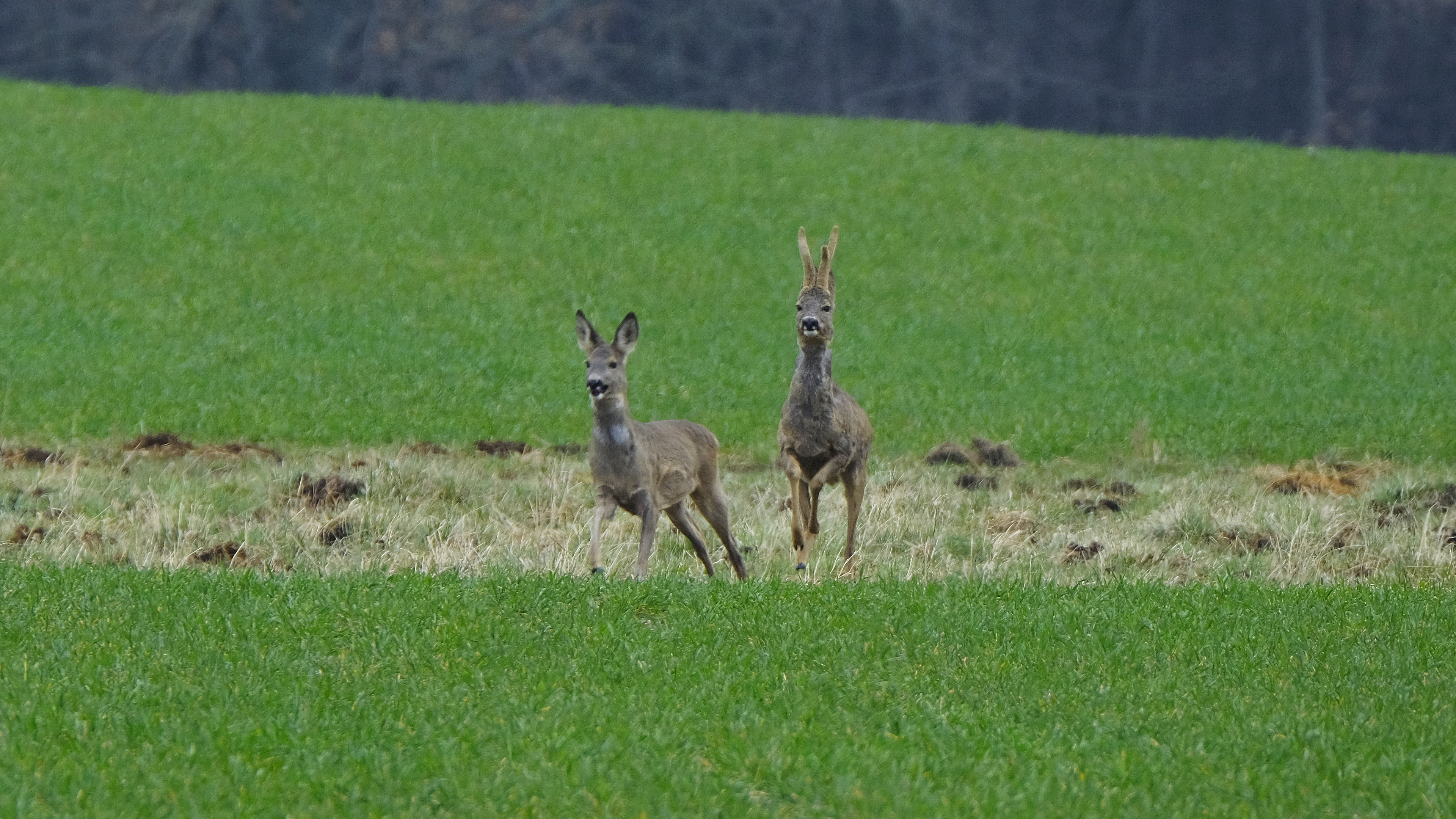 Król polany (Capreolus capreolus) 03.2022