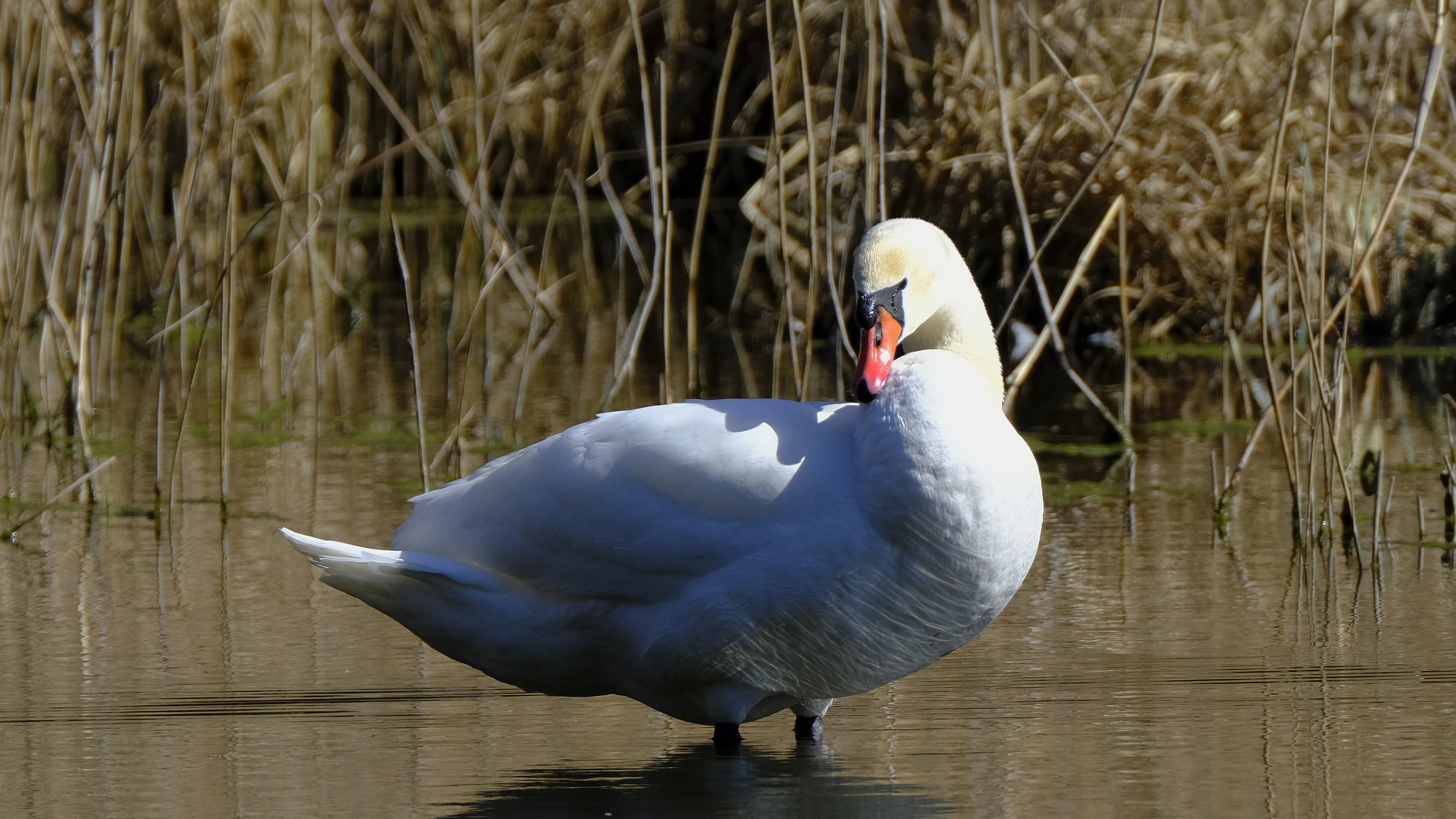 Na smutno (Cygnus olor) 03.2022