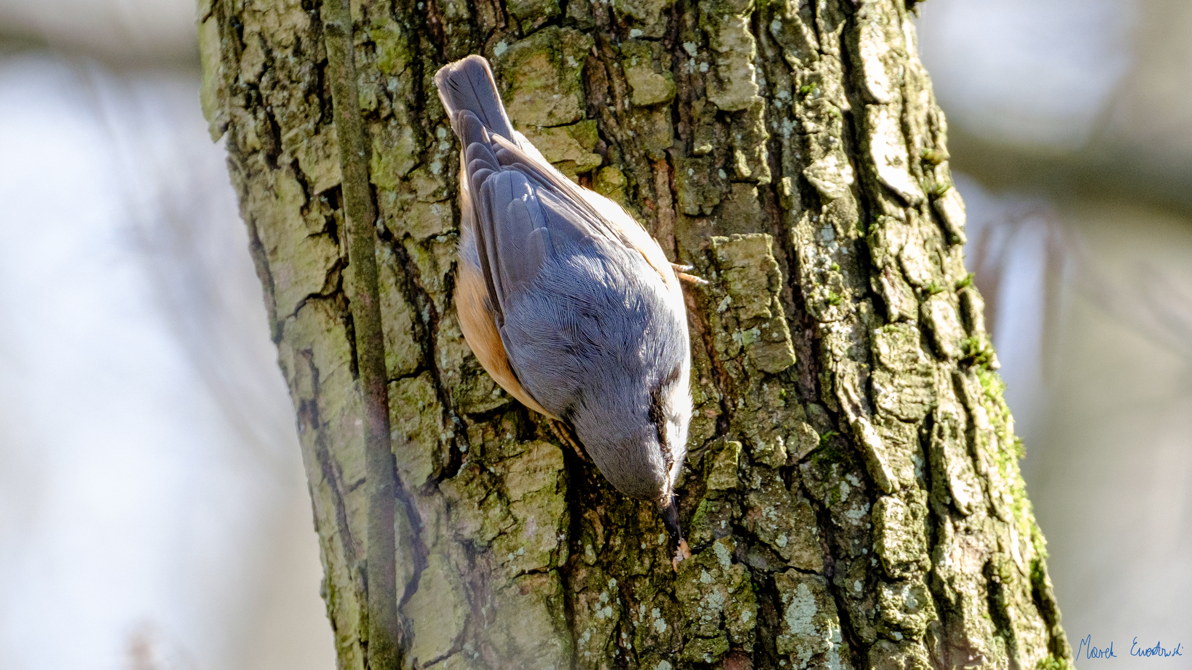 Kowalik (Sitta europaea) 03.2022