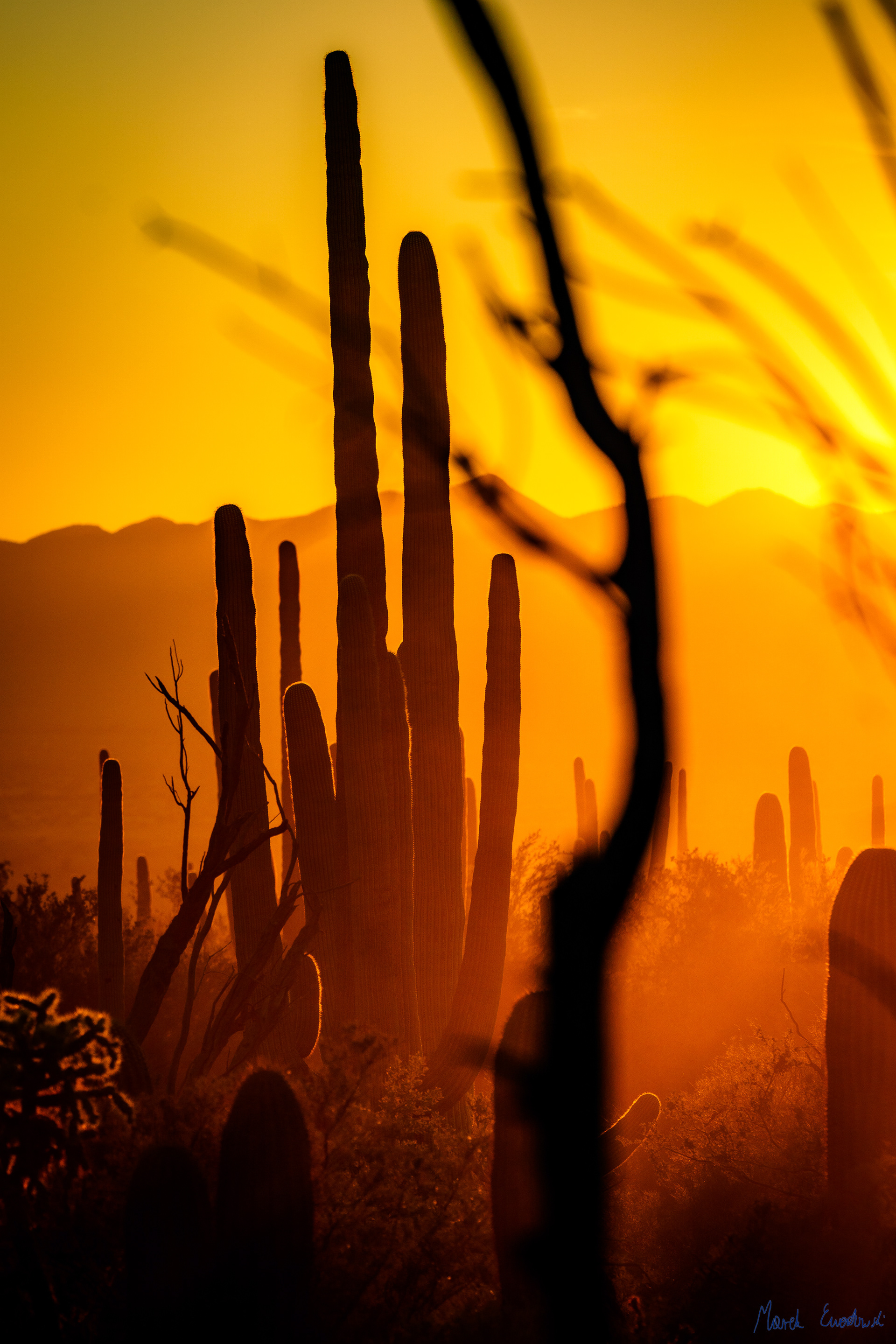 Saguaro National Park, Arizona