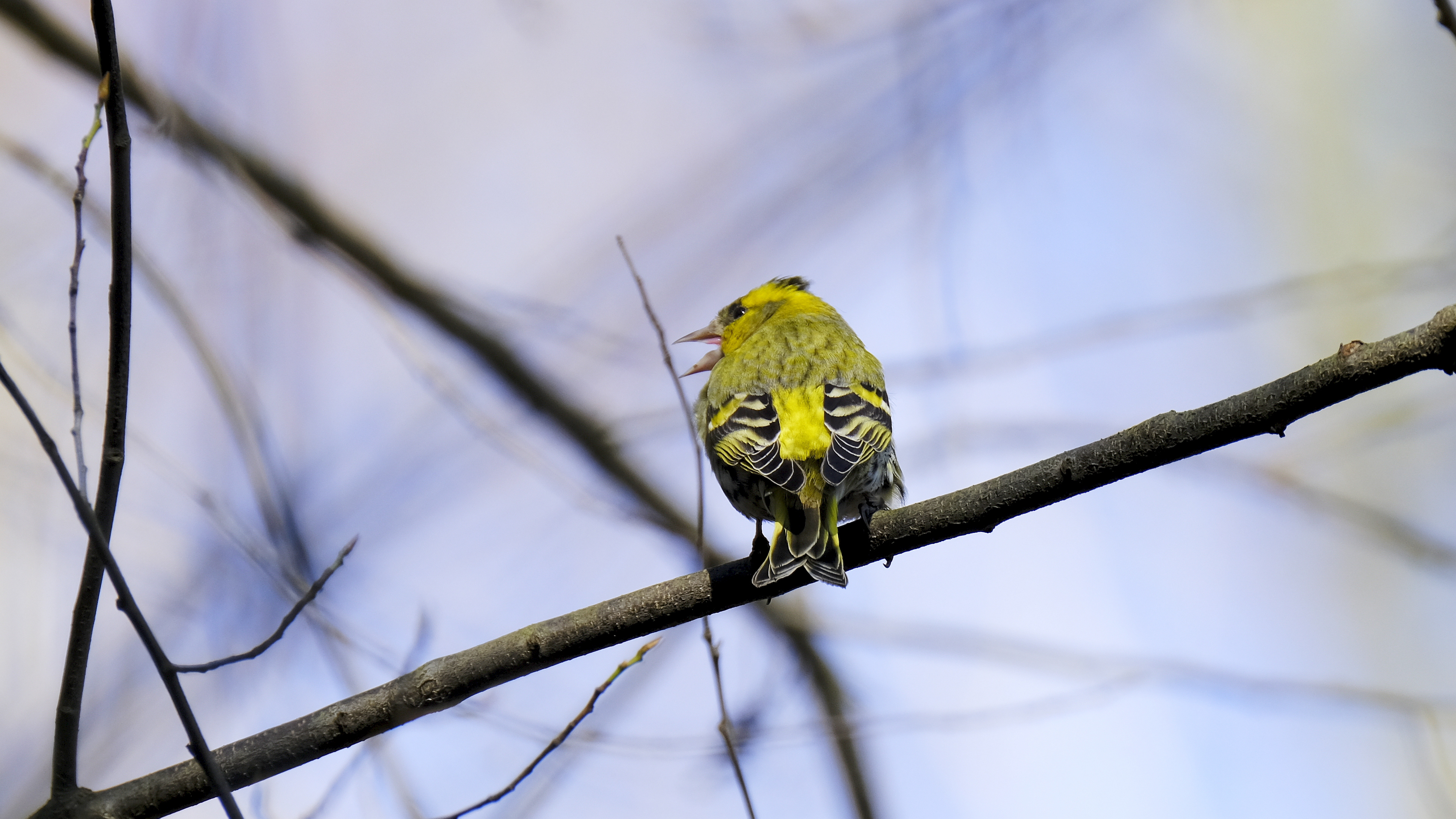 A może Czyż? (Carduelis spinus) 03.2022