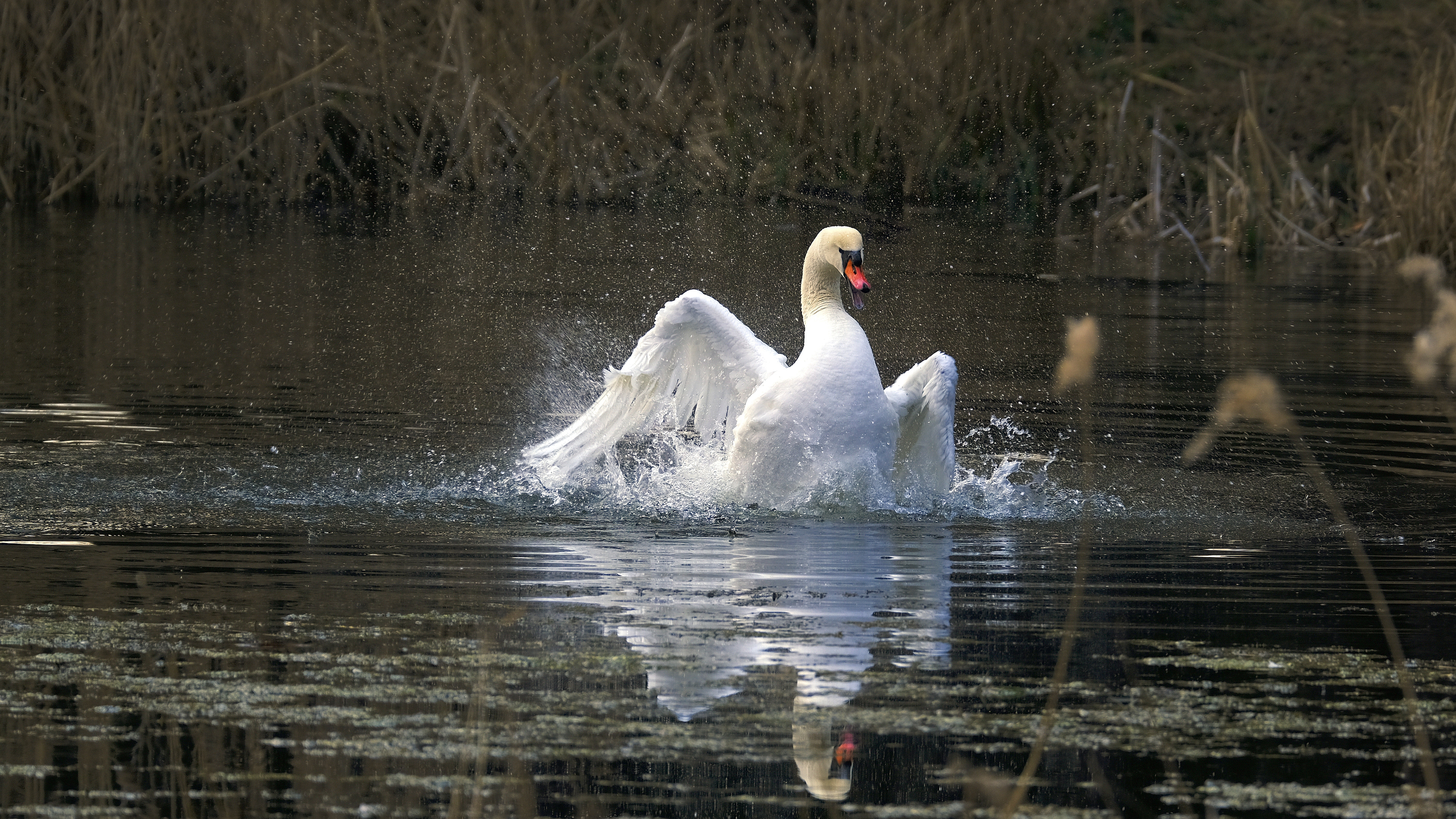 Zły narcyz (Cygnus olor) 03.2022