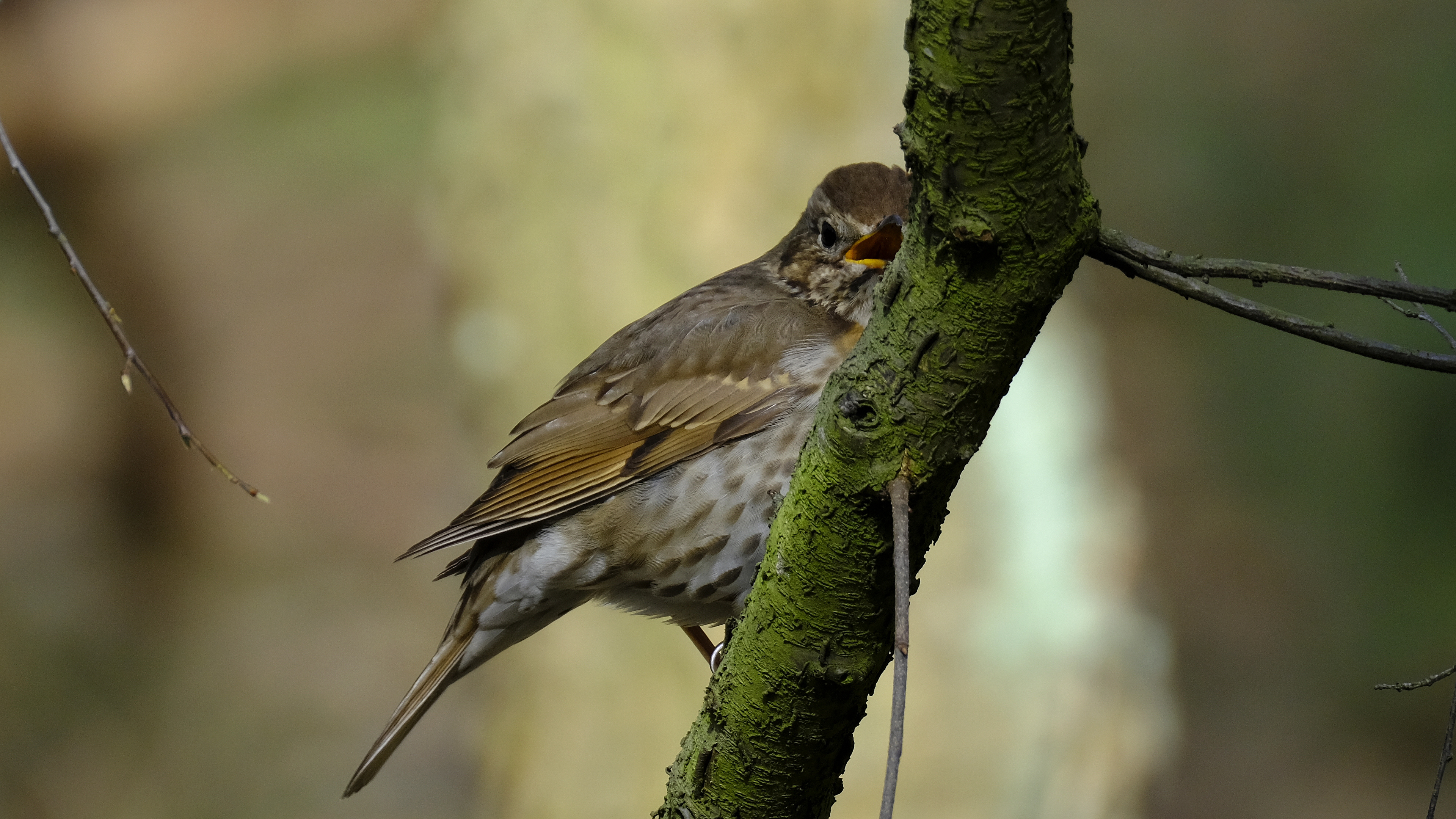 Śpiewak (Turdus philomelos) 03.2022