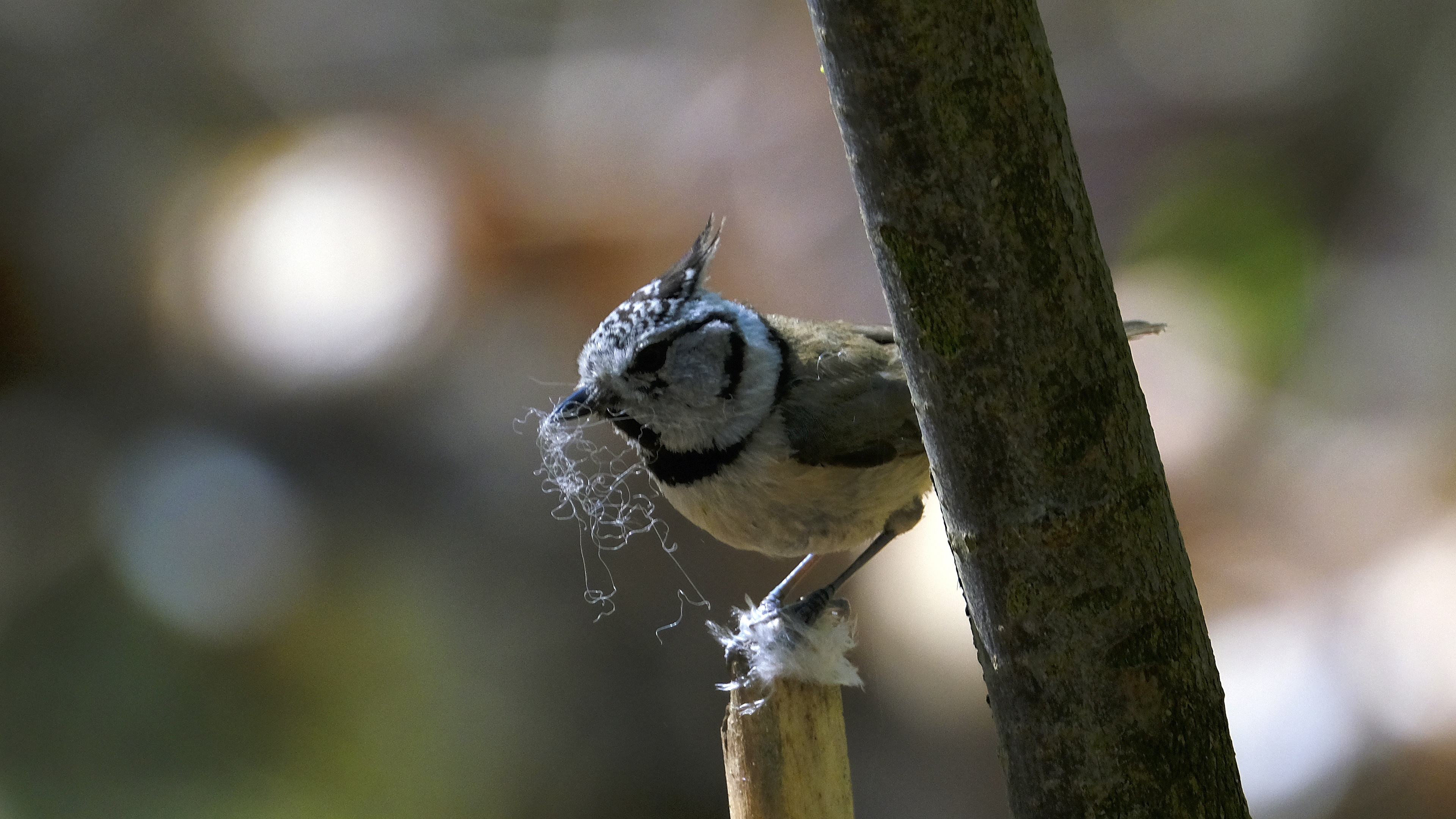 Czubatka (Lophophanes cristatus) 04.2022