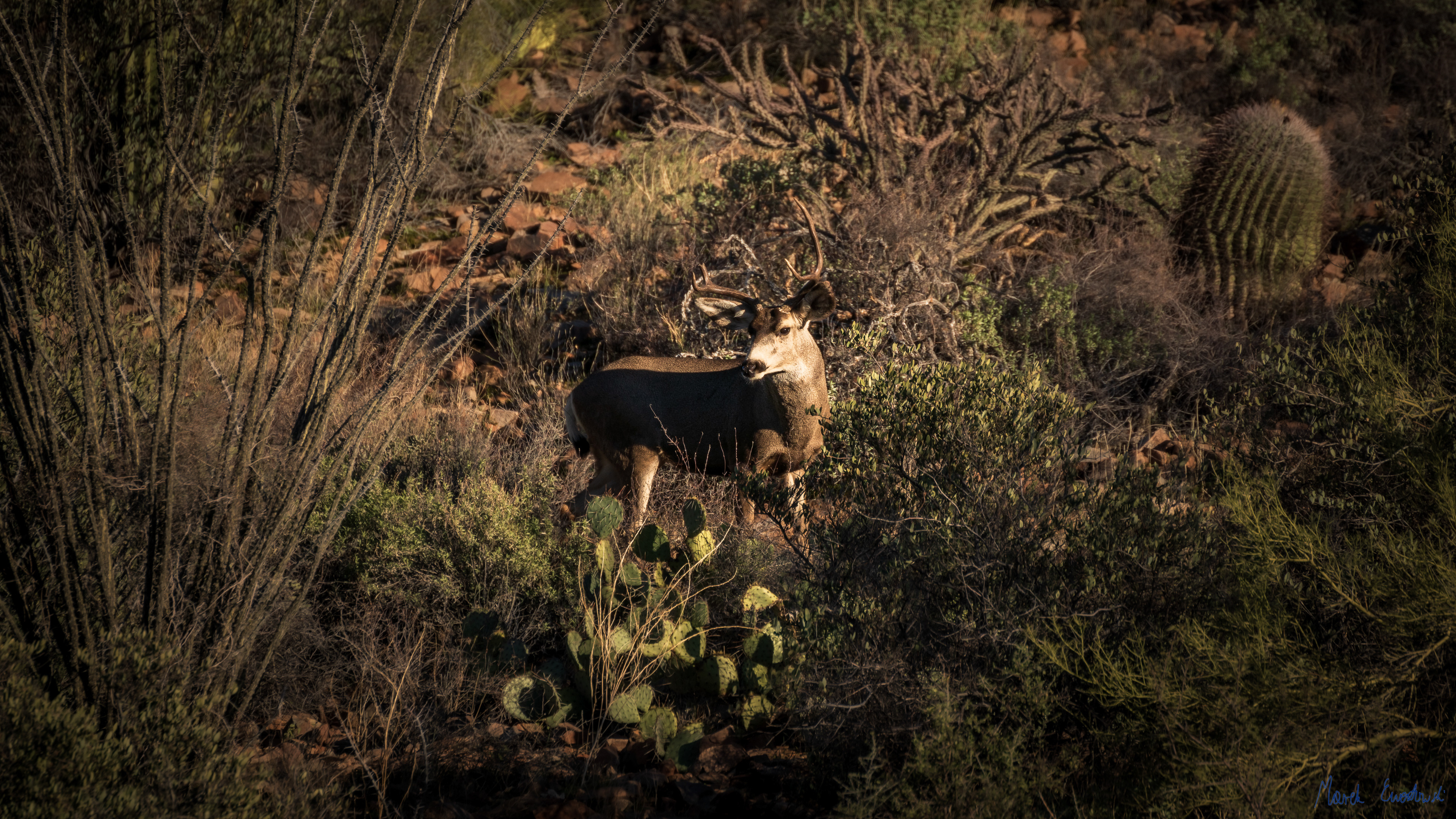 Saguaro National Park, Arizona