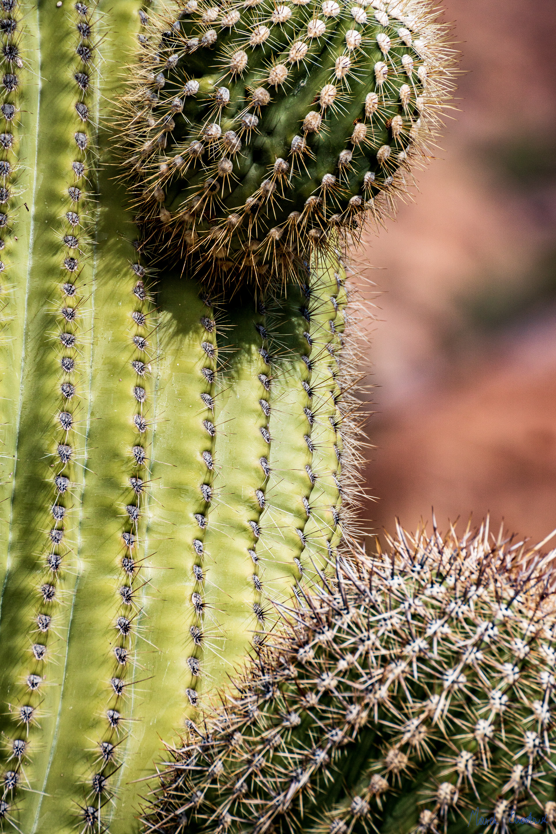 Organ Pipe Cactus National Monument, Arizona