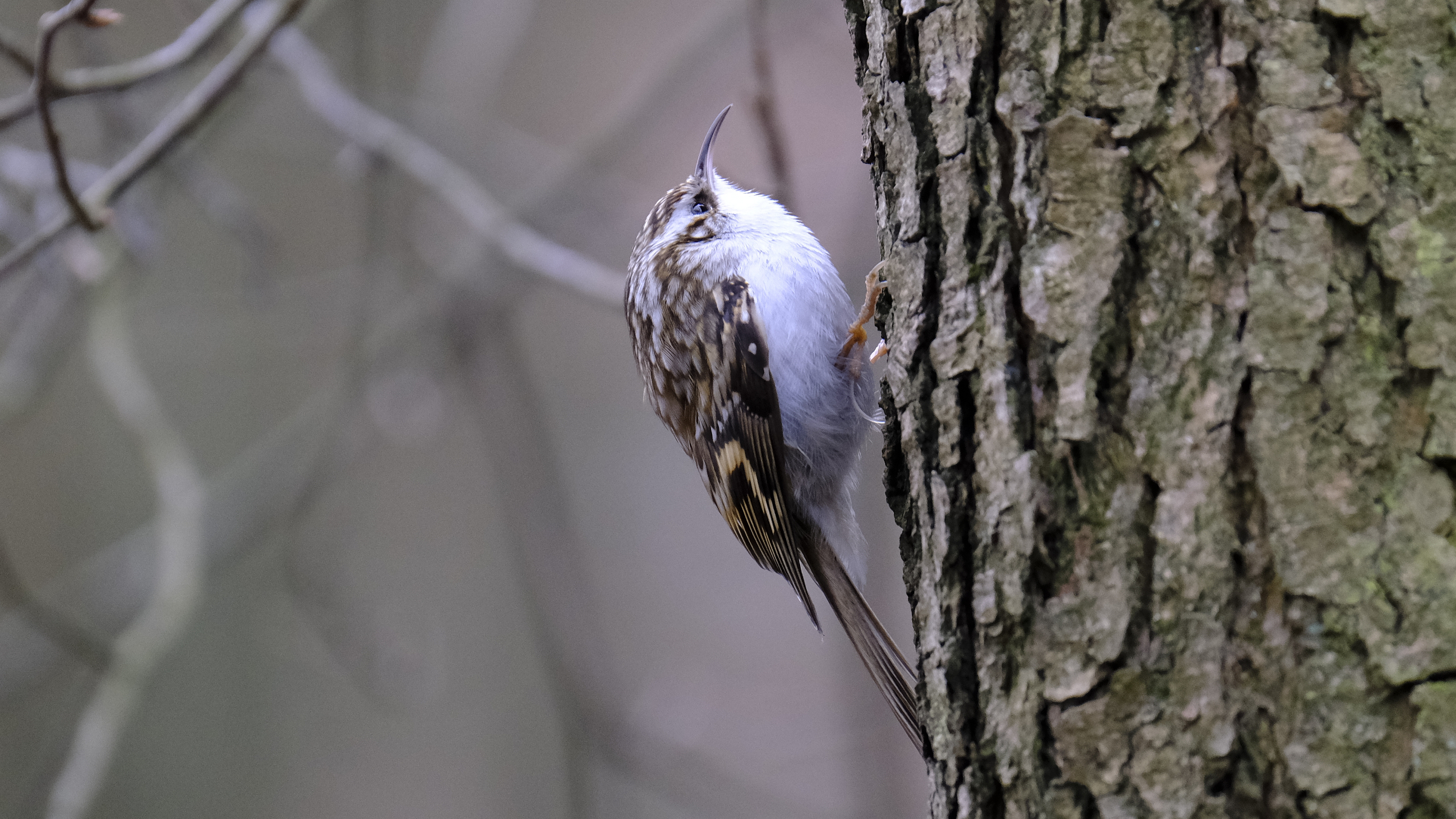 Prawie jak dzięcioł (Certhia) 03.2022