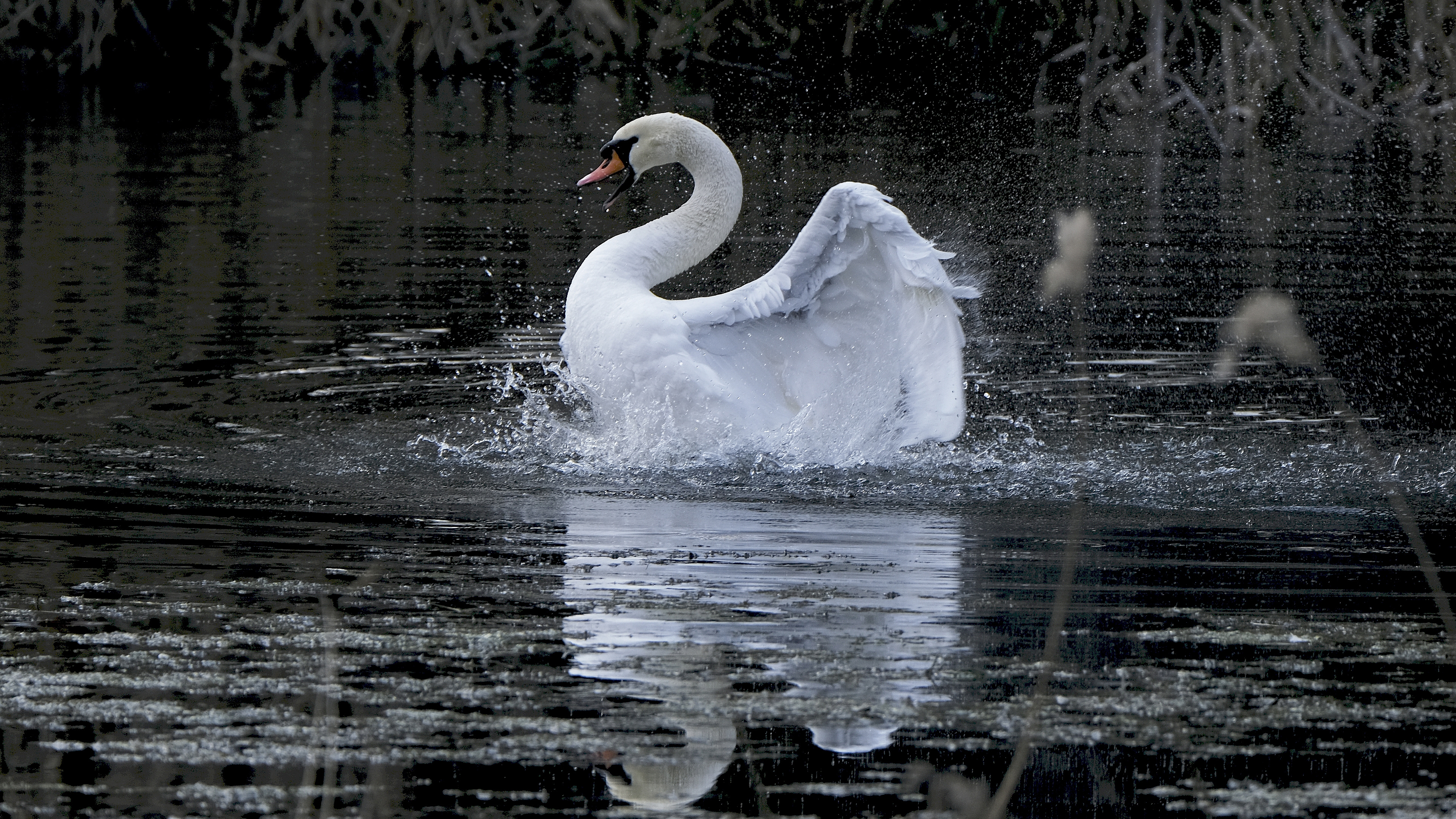 Zły narcyz (Cygnus olor) 03.2022