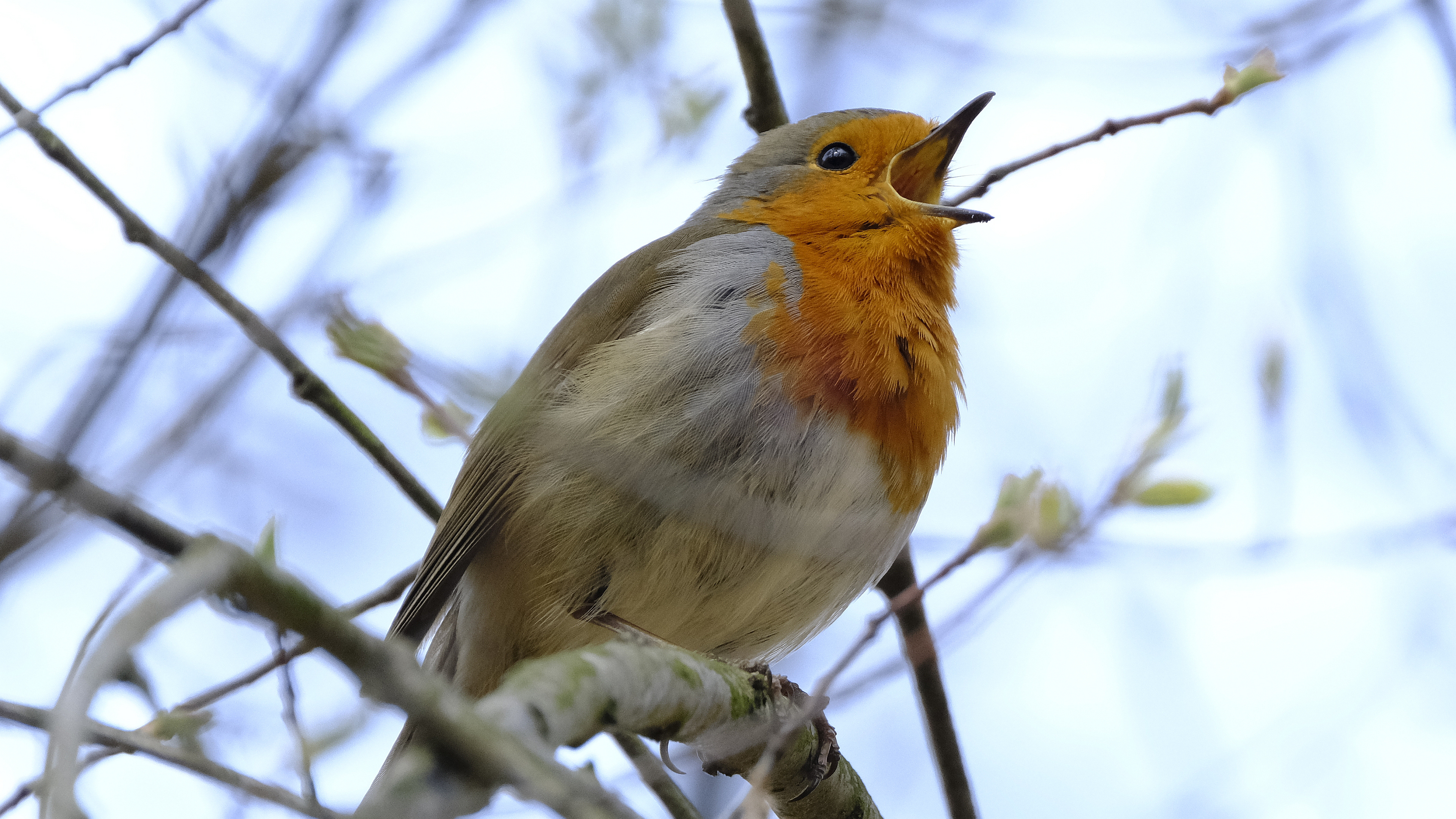 Rudzik (Erithacus rubicola) 03.2022