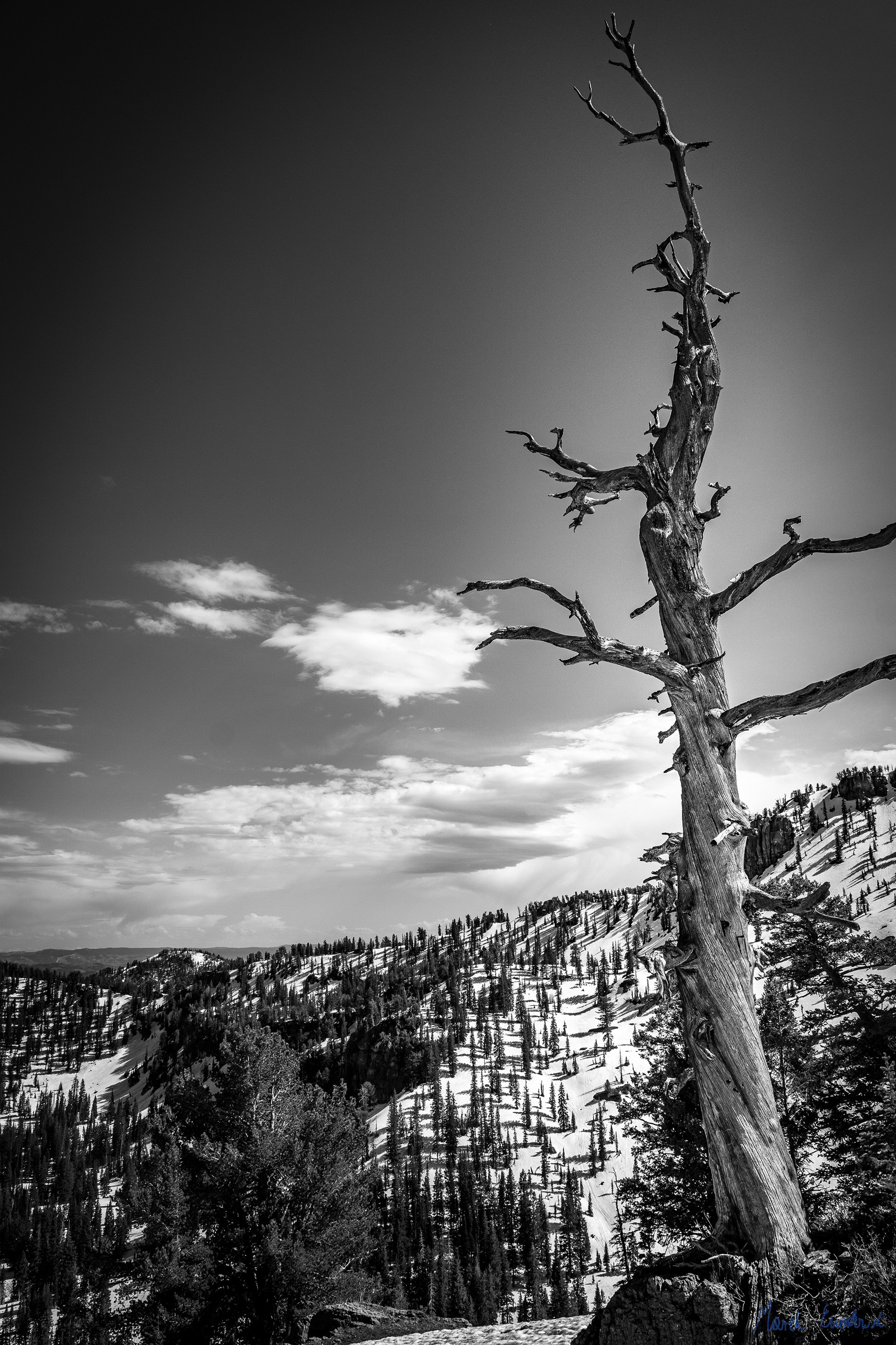 Steam Mill Trail, Bear River Range, Utah