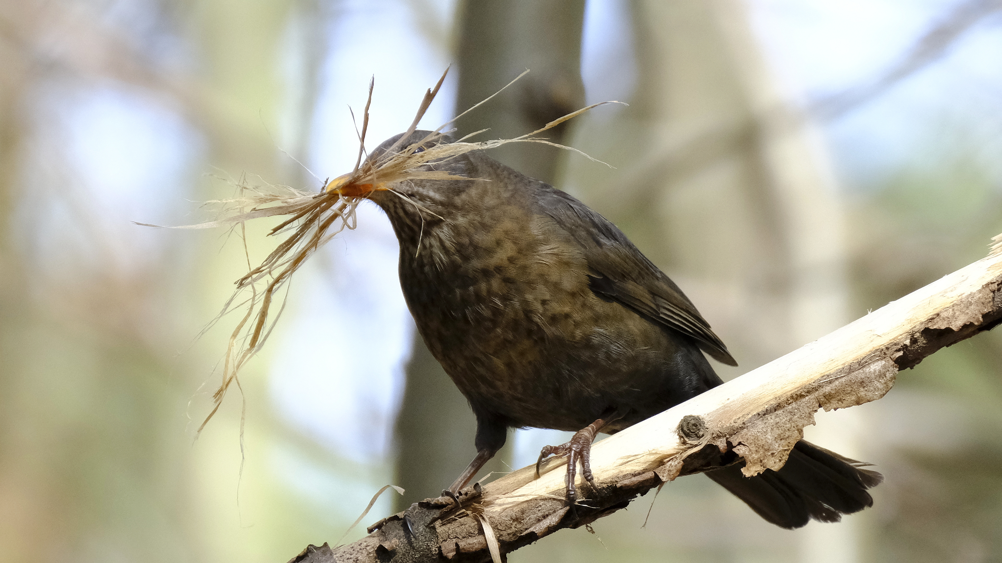 Kos  budowniczy (Turdus merula) 03.2022