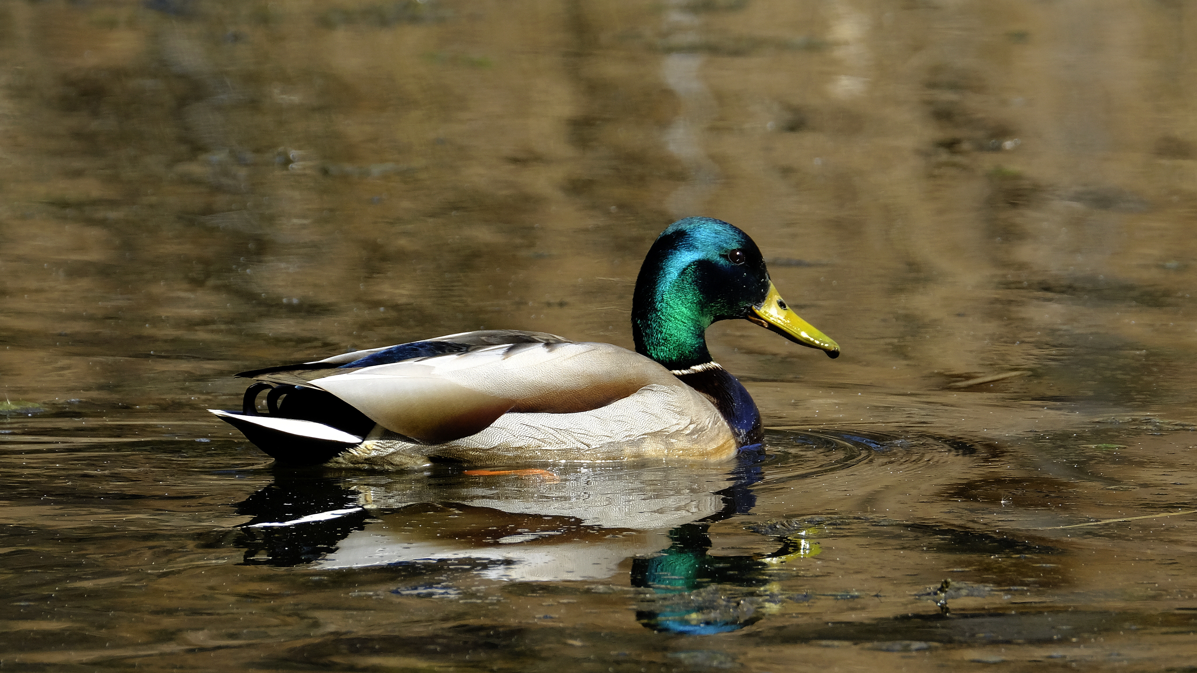 Krzyżówka (Anas platyrhynchus) 03.2022
