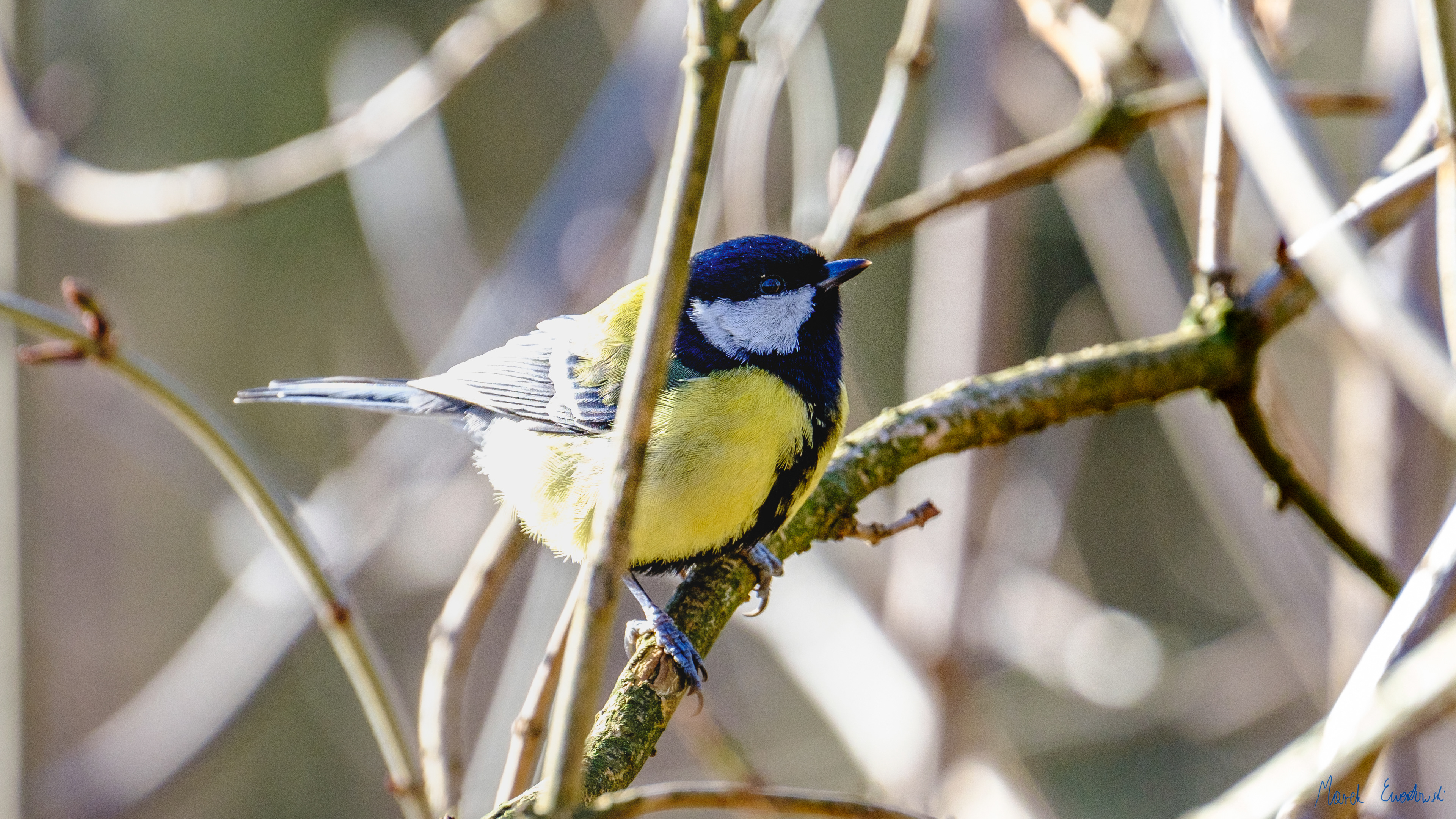 Bogatka (Parus major) 02.2022