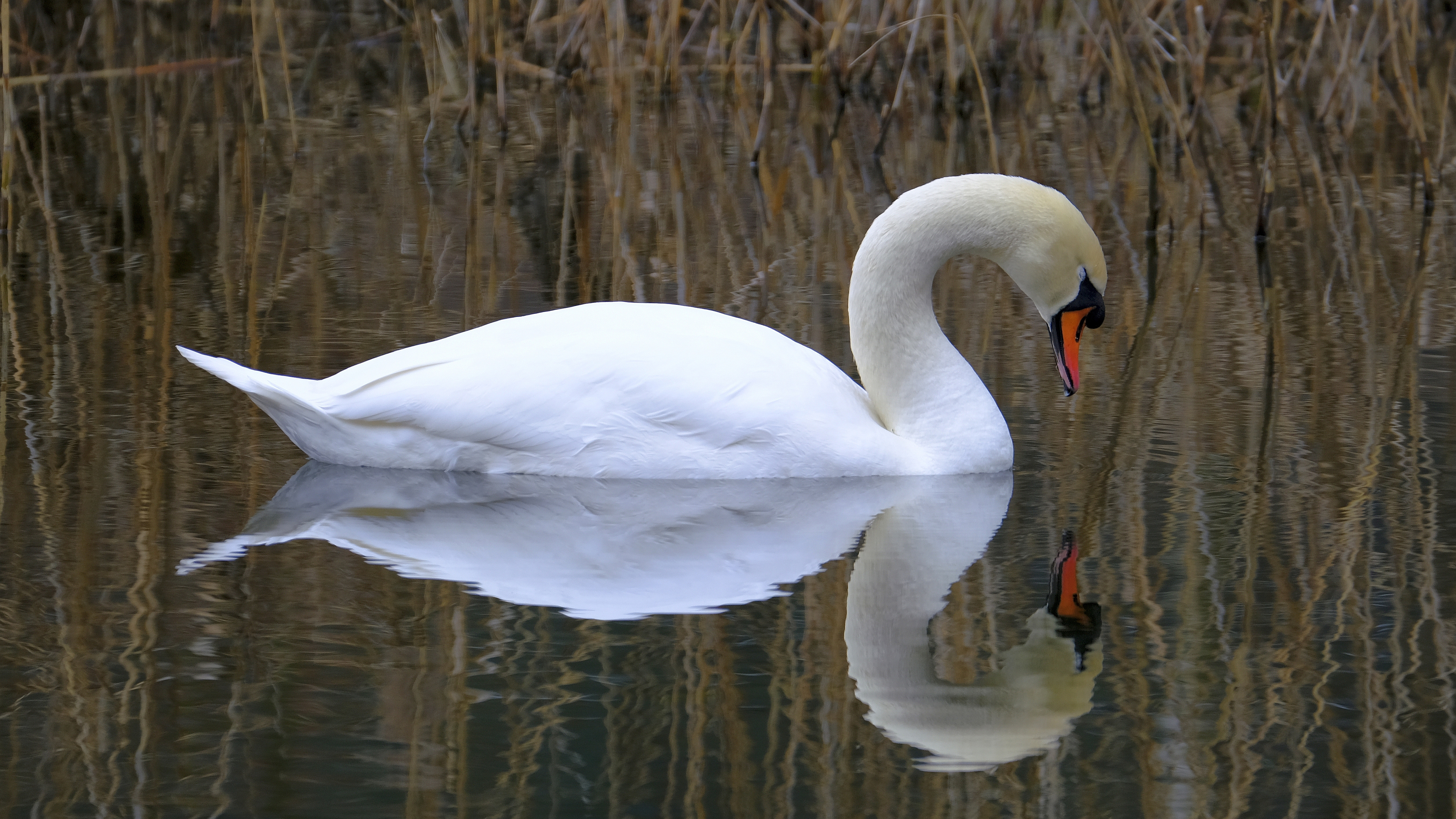 Narcyz (Cygnus olor) 03.2022