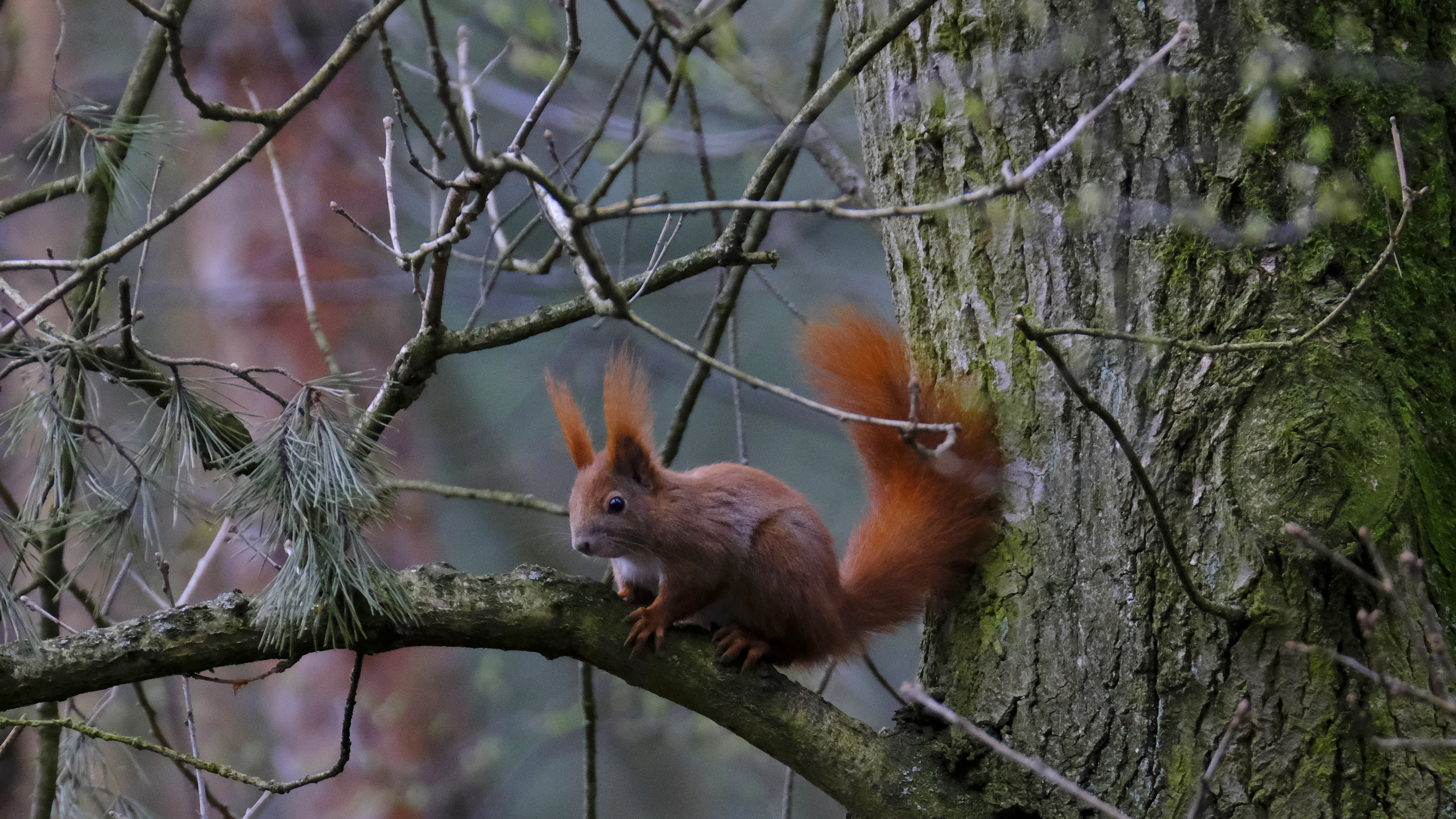 Drevny Kocur (Sciurus vulgaris), 03.2022