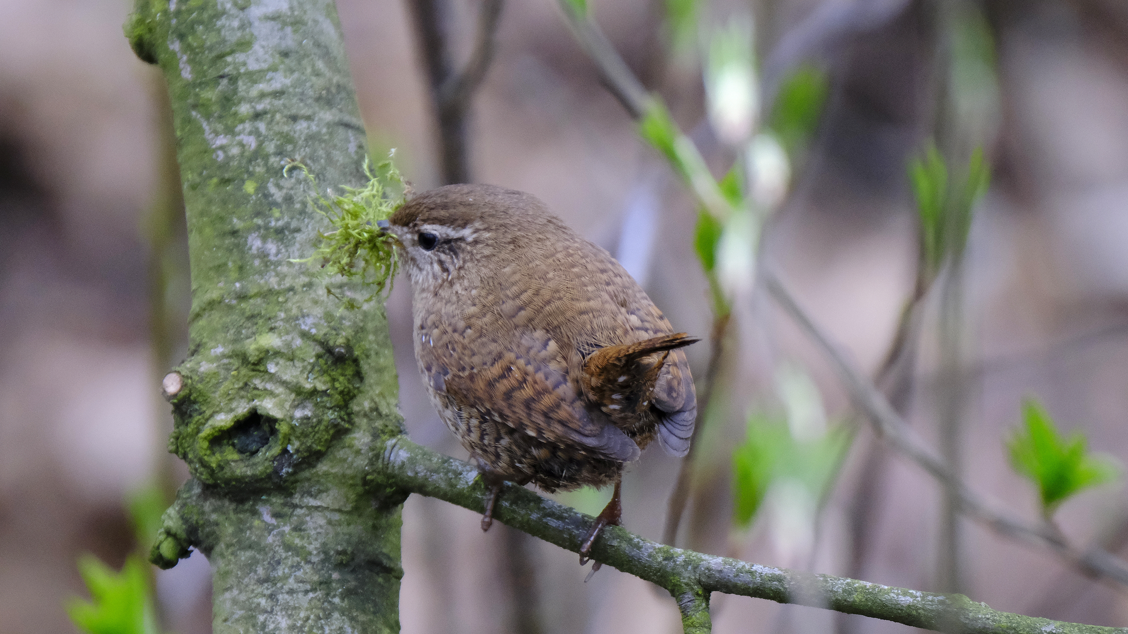 Strzyżyk (Troglodytes troglodytes) 03.2022
