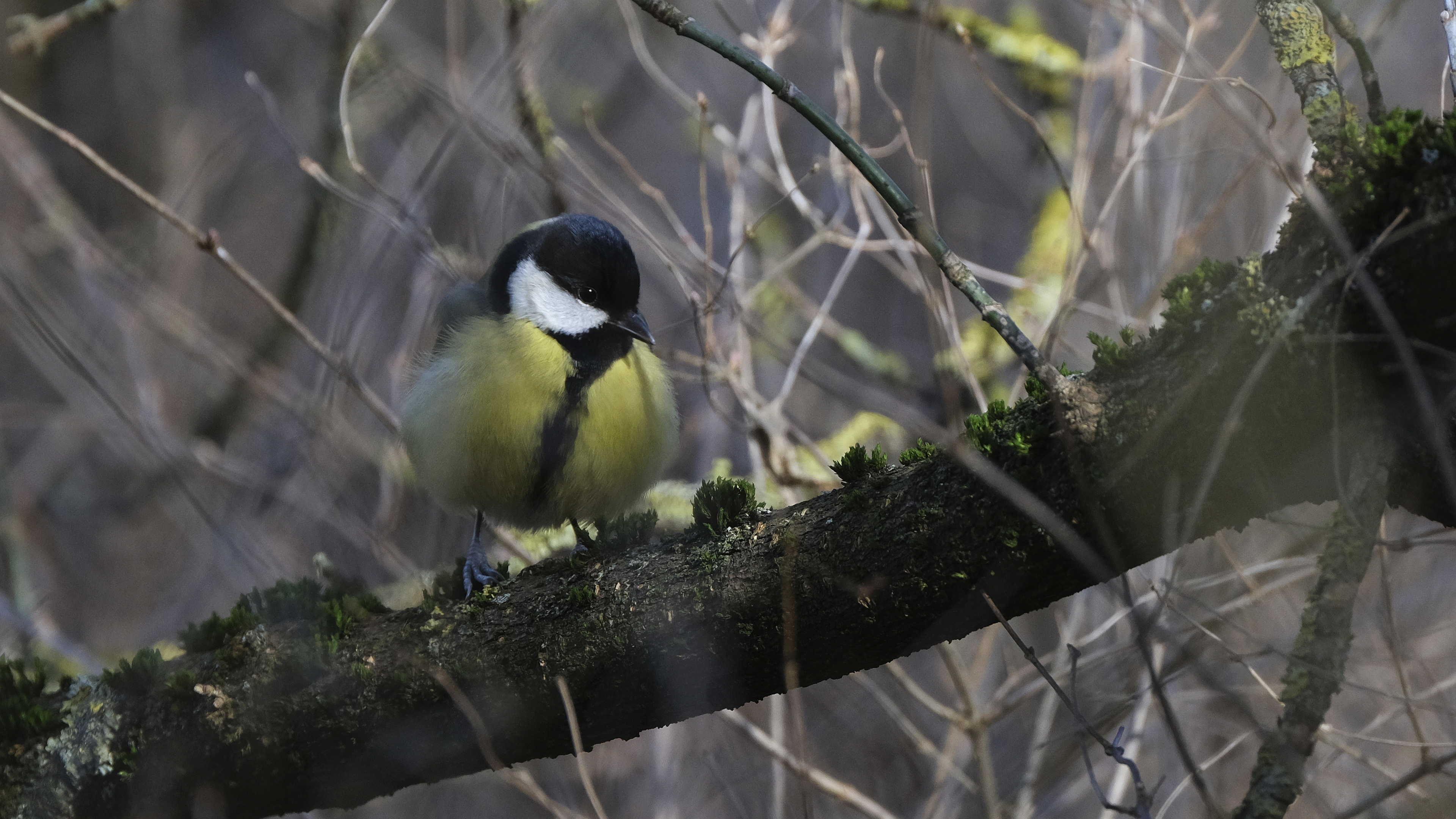 Bogatka (Parus major) 02.2022