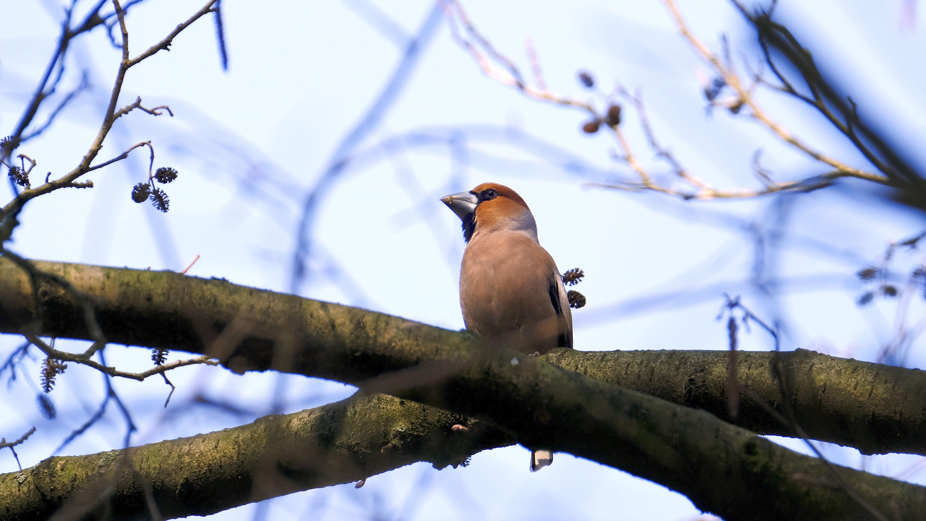 Grubodziób (Coccothraustes coccothraustes) 03.2022