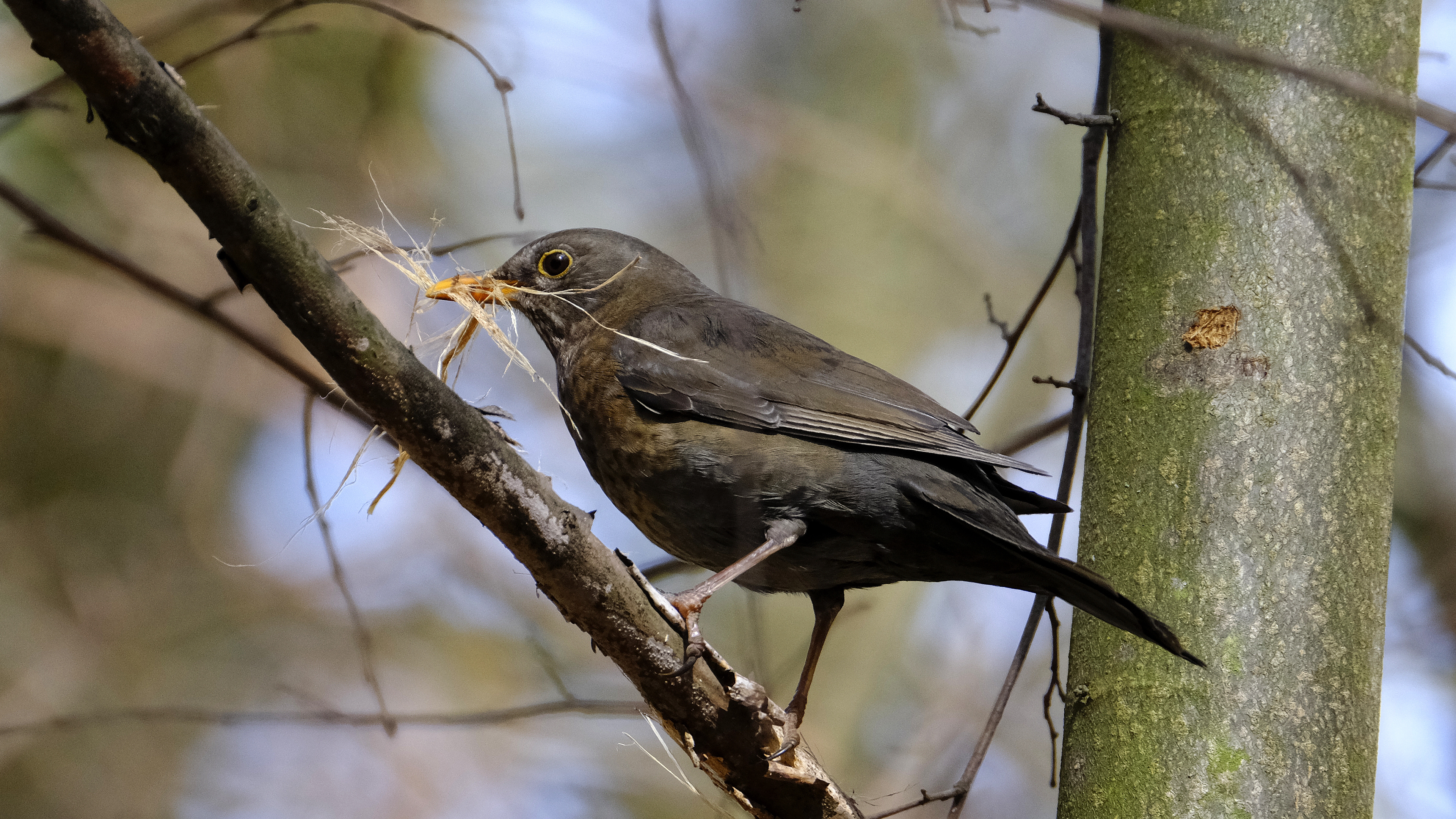 Kos  budowniczy (Turdus merula) 03.2022