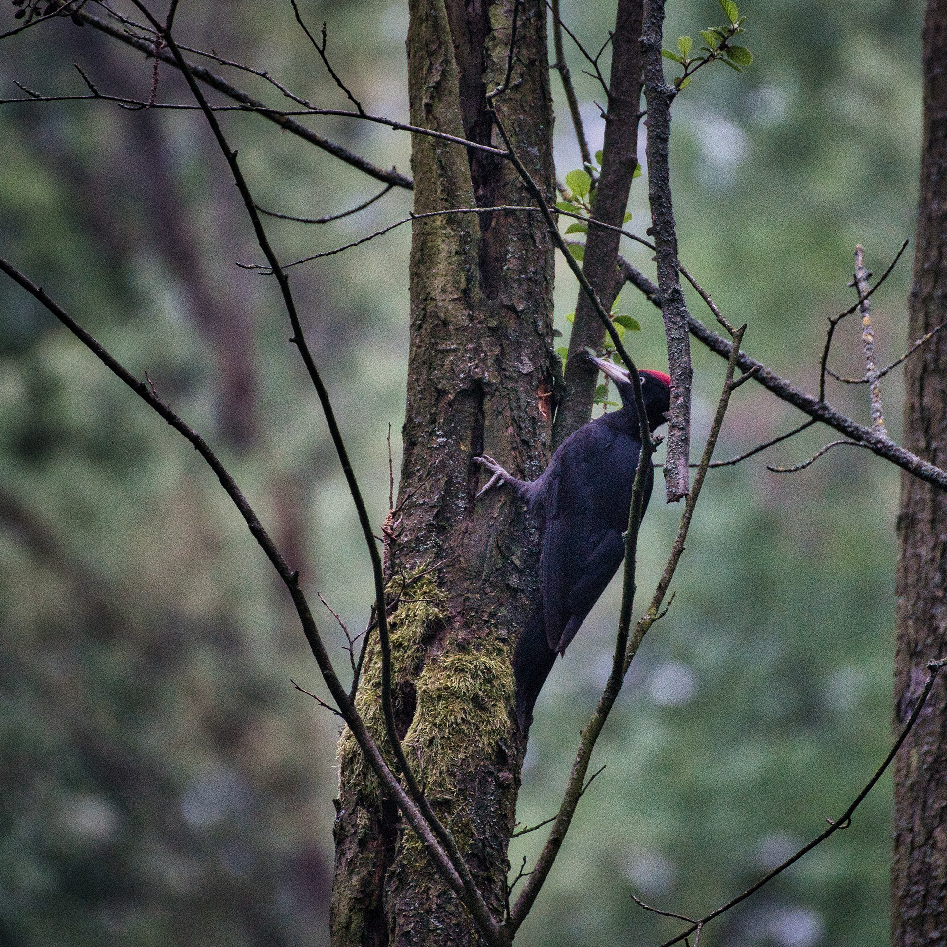 Czarna owca w rodzinie (Dryocopus martius) 2021