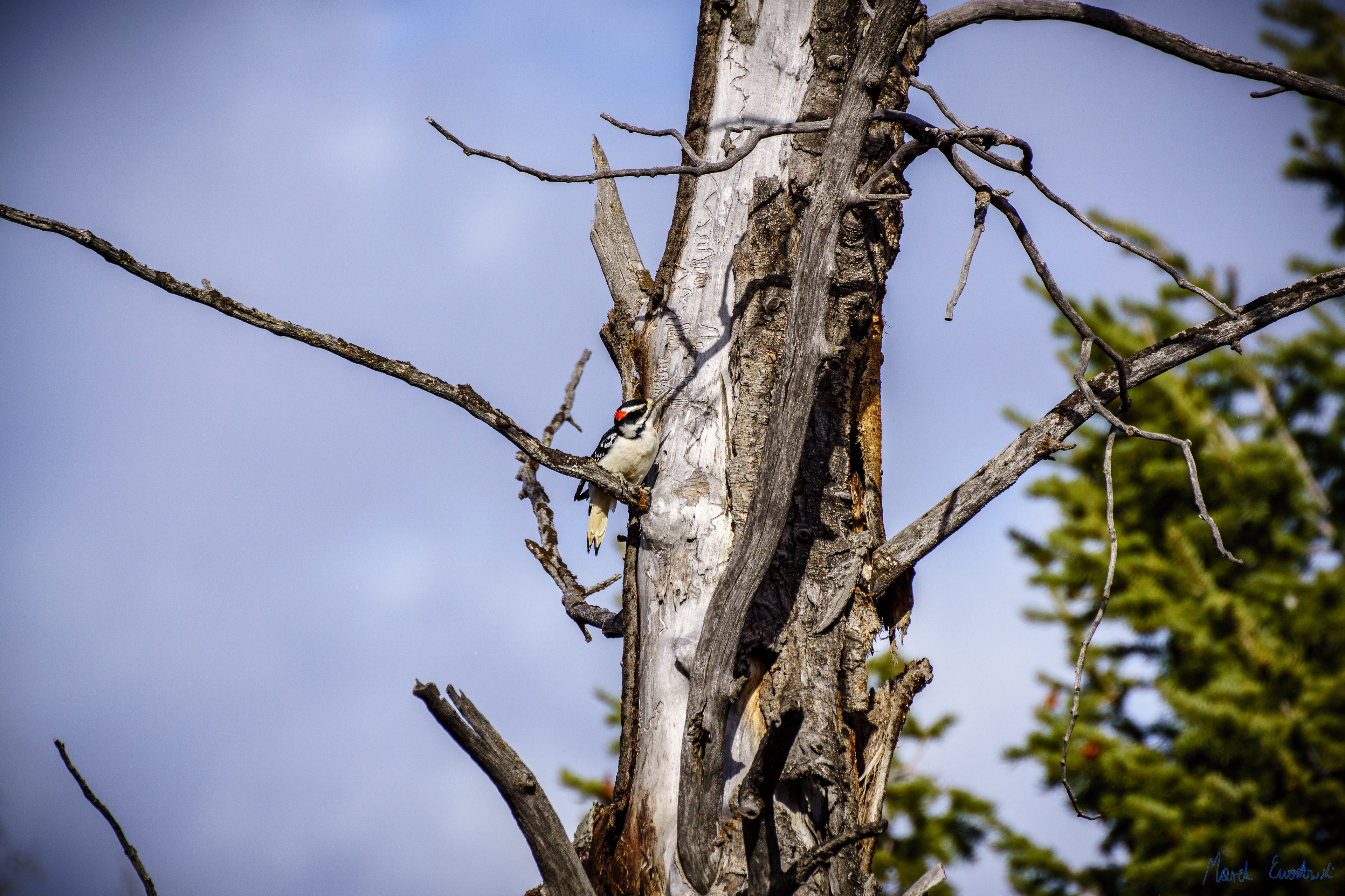 Woodpicker, Wyoming