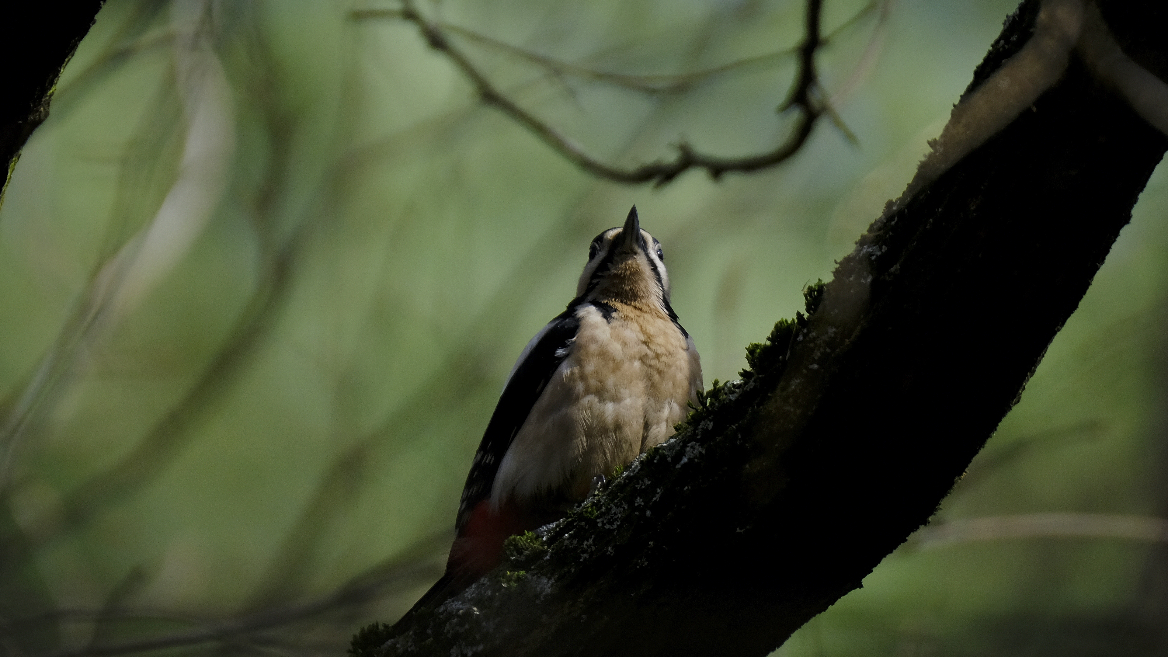 Dzięcioł duży (Dendrocopos major) 03.2022