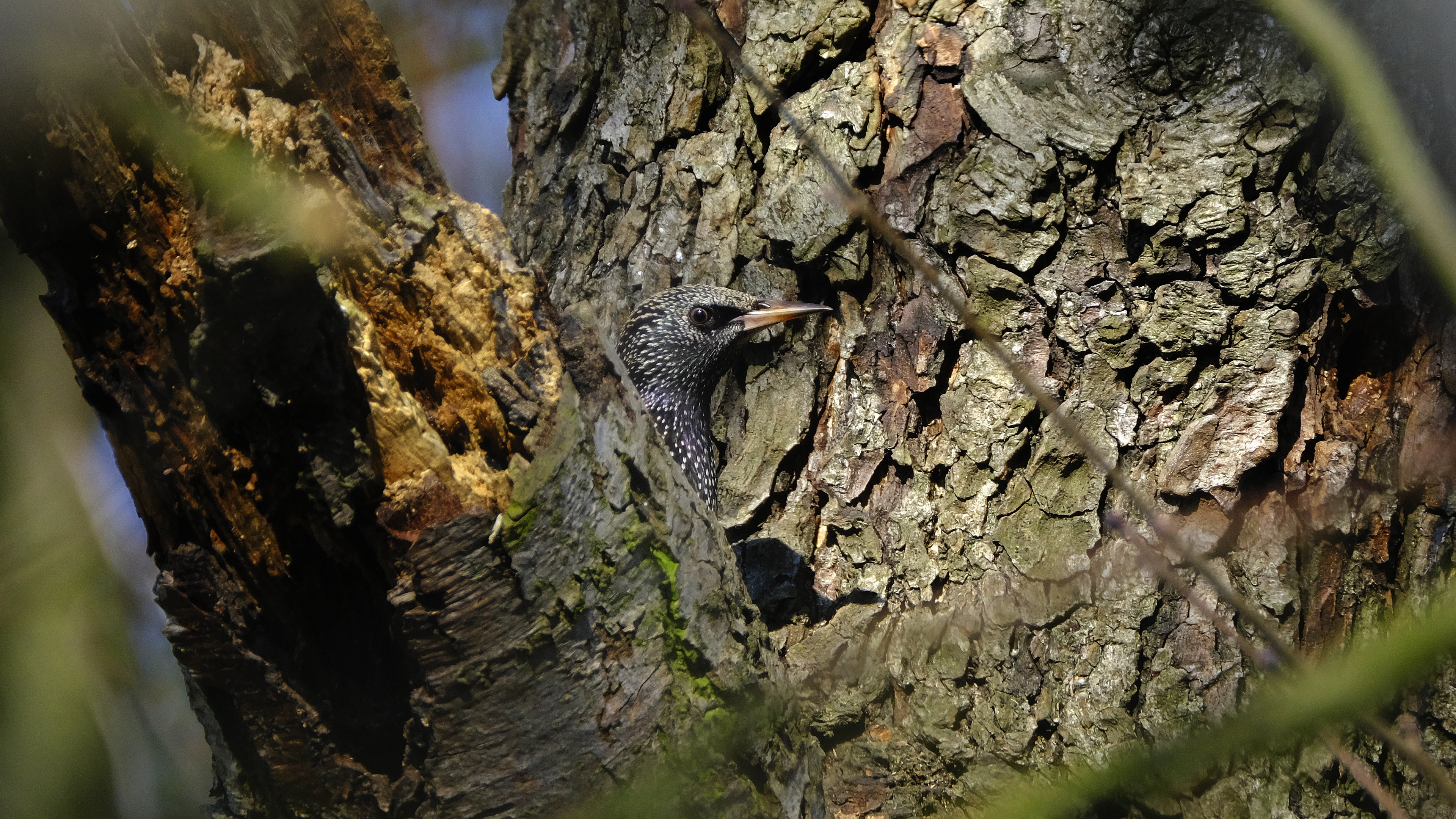 Czereśniojad (Sturnus vulgaris) 03.2022