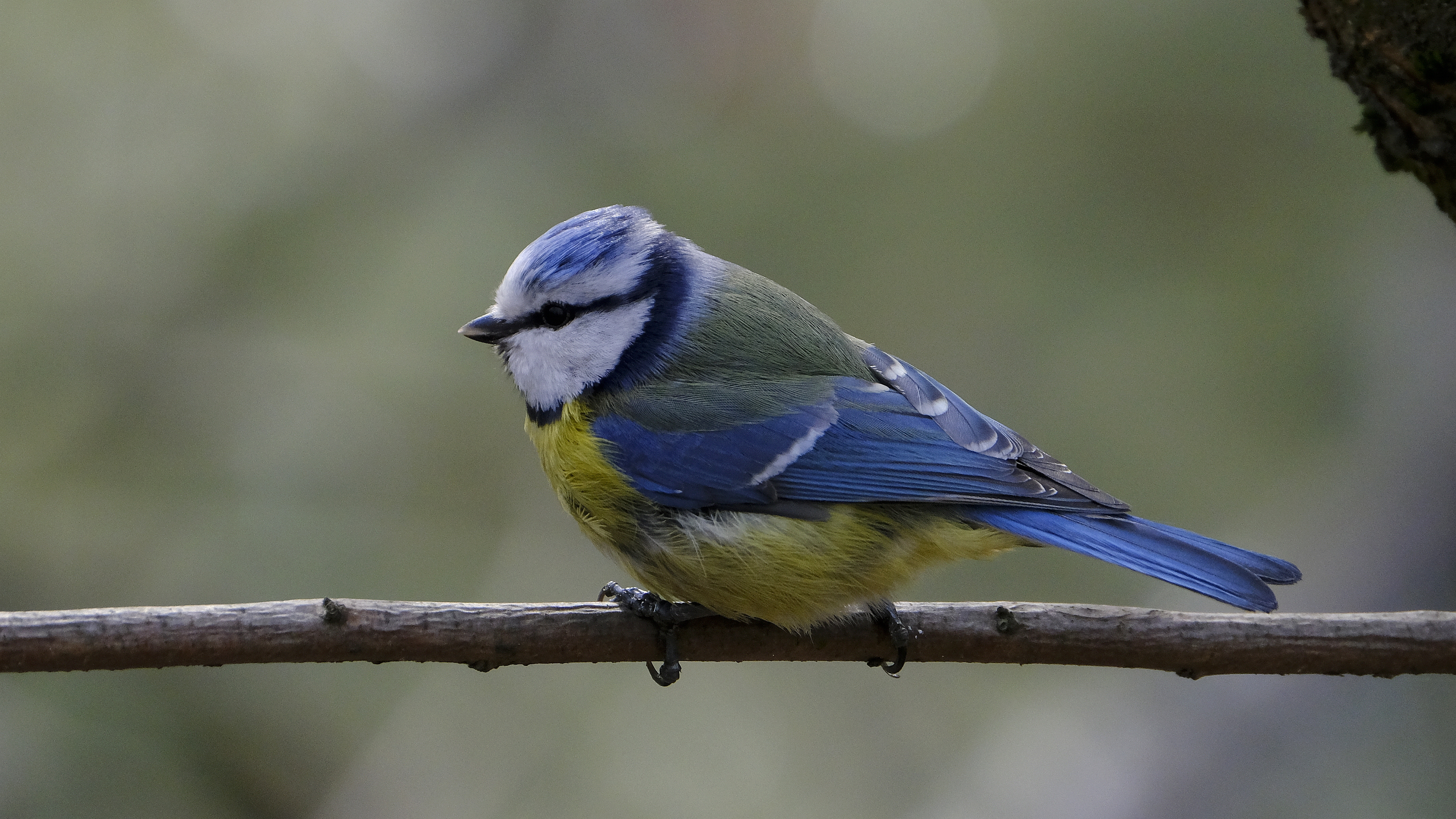Modraszka (Parus caeruleus) 04.2022