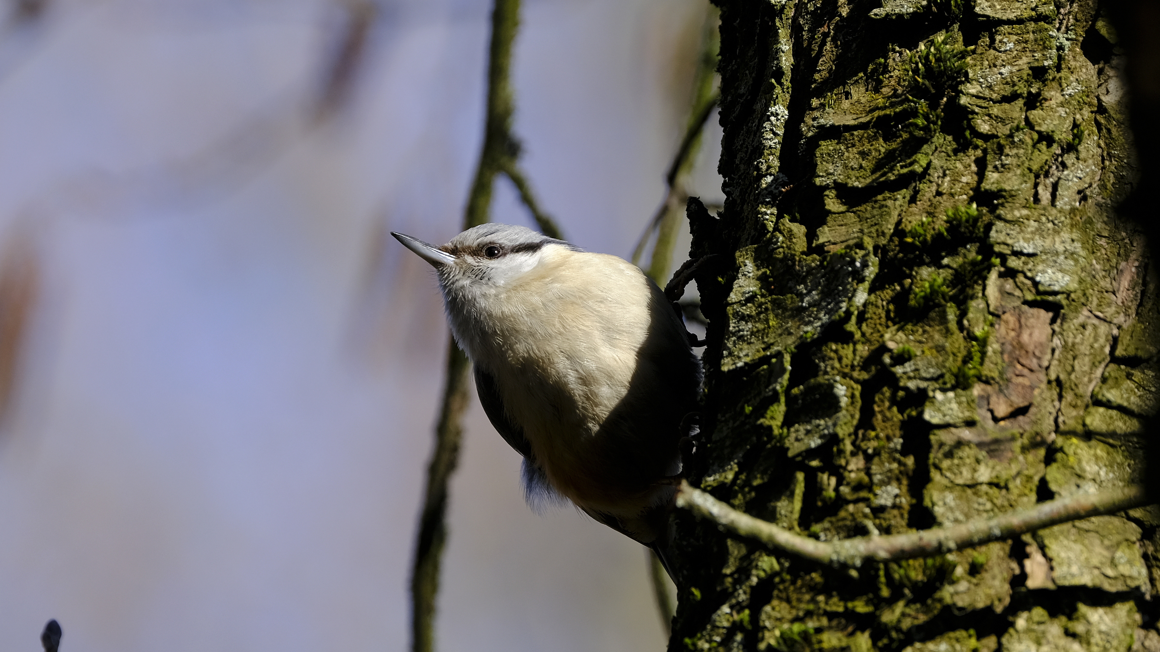 Kowalik (Sitta europaea) 03.2022