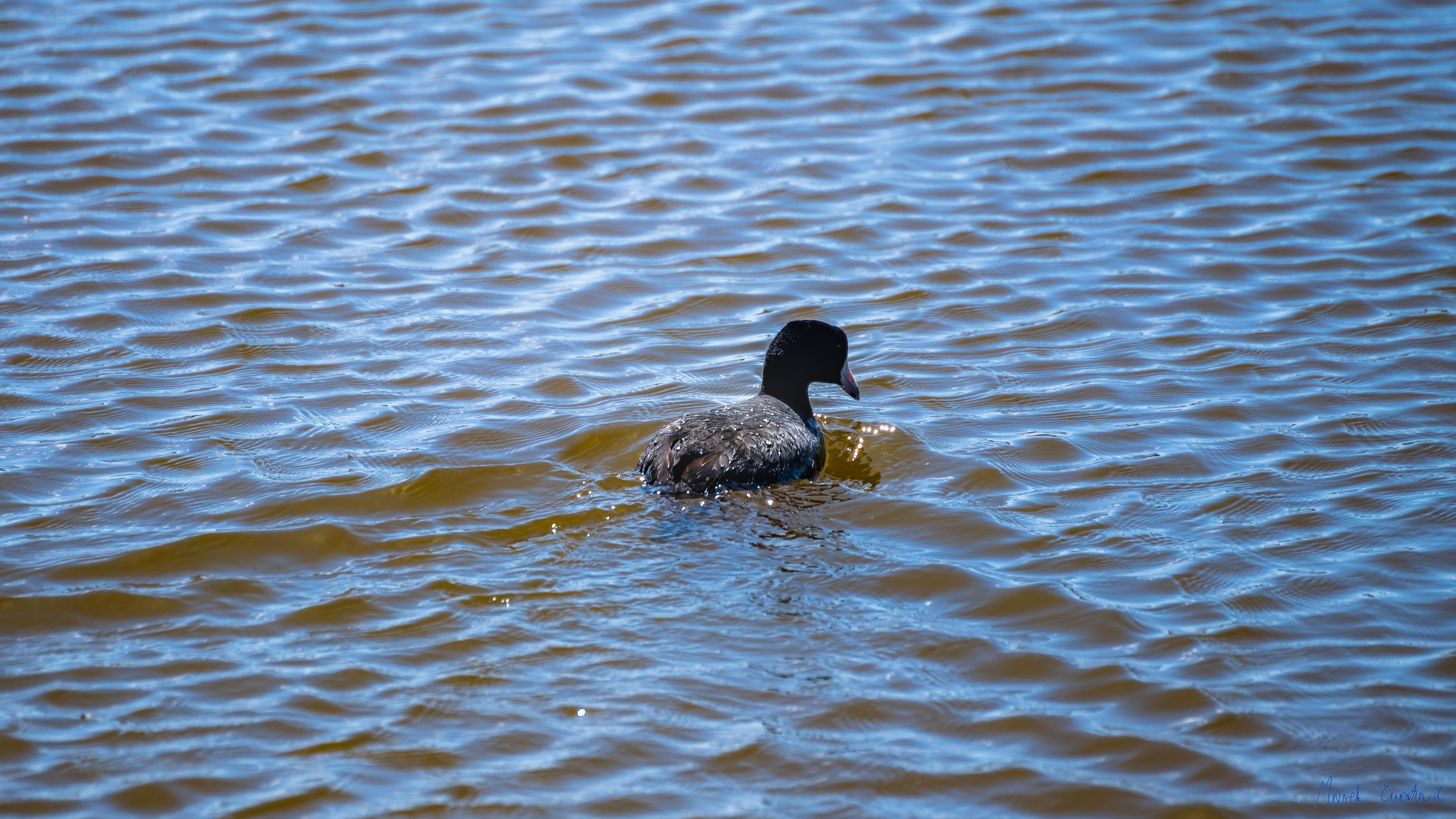  Bear River Migratory Bird Refuge, Utah