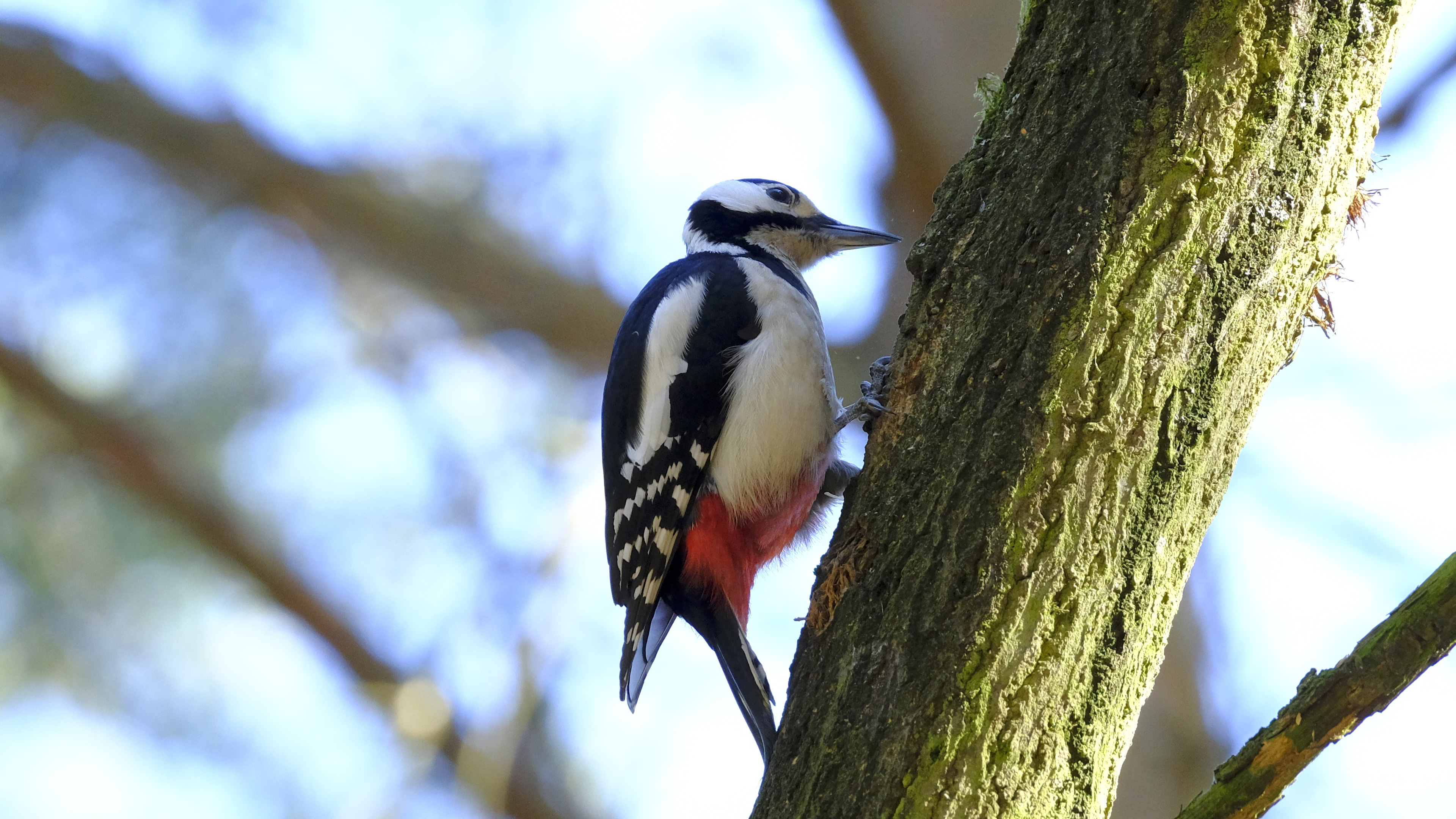 Dzięcioł duży (Dendrocopos major) 03.2022