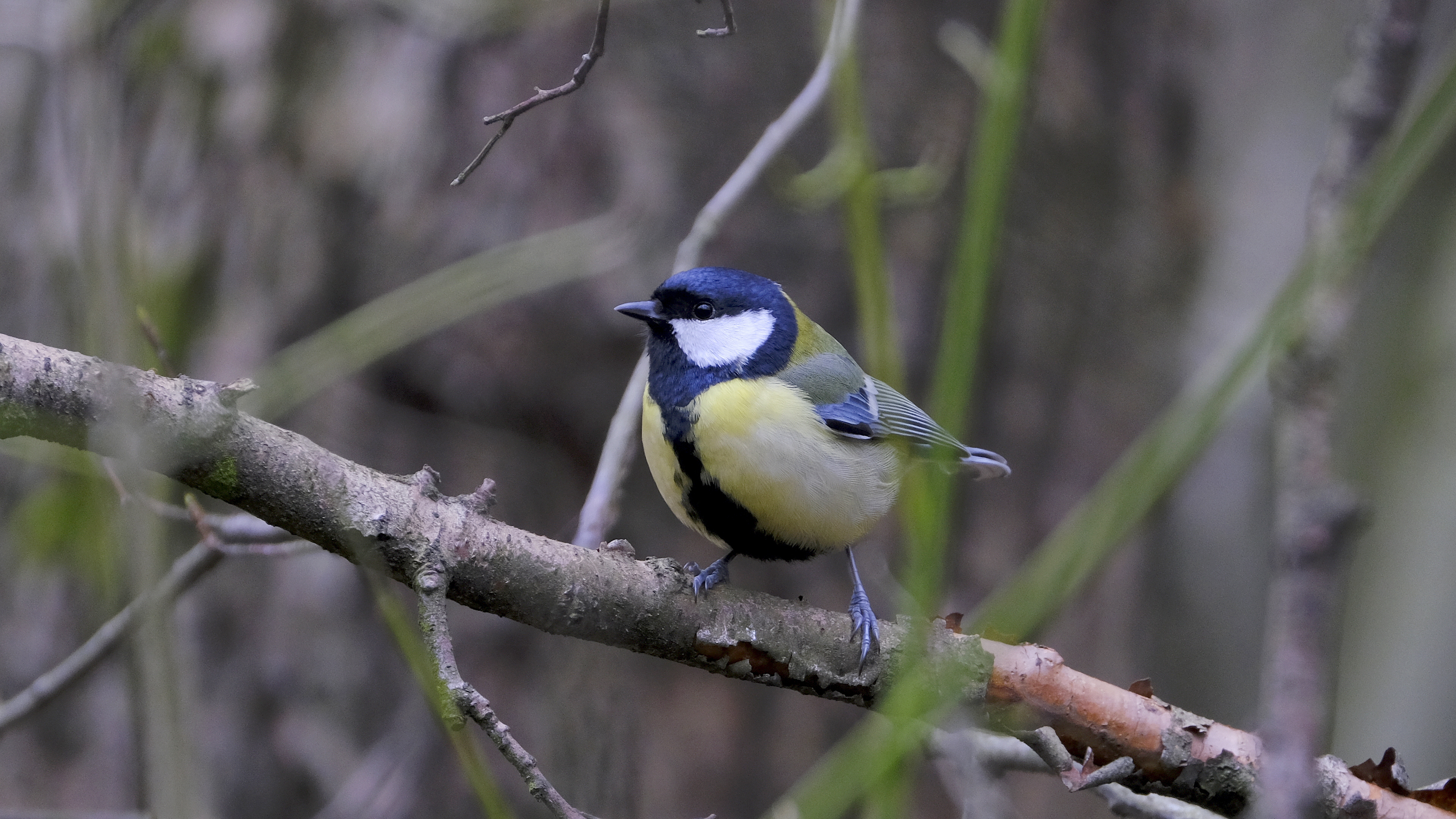 Bogatka (Parus major) 03.2022