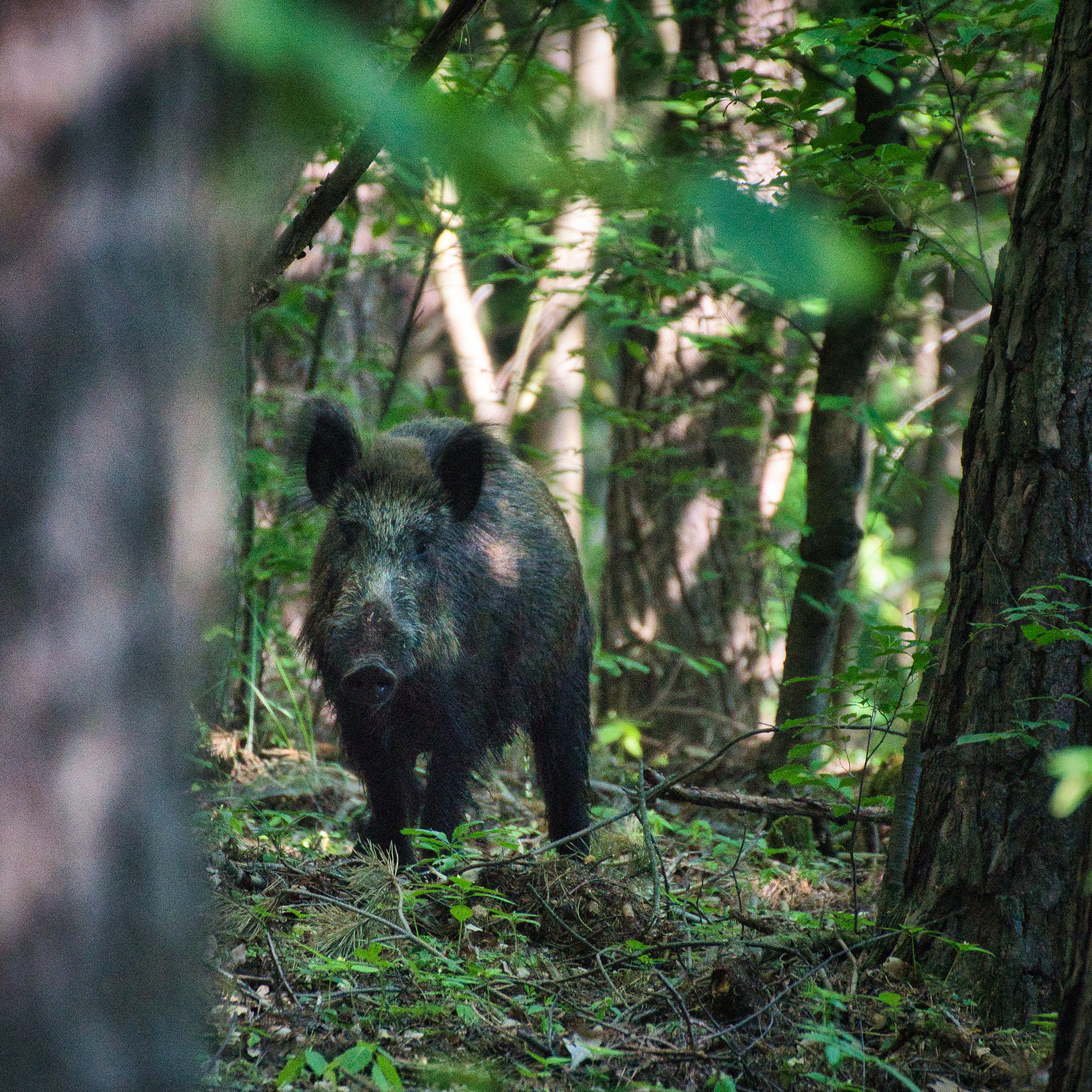 Dziki Dzik (Sus scrofa) 2021