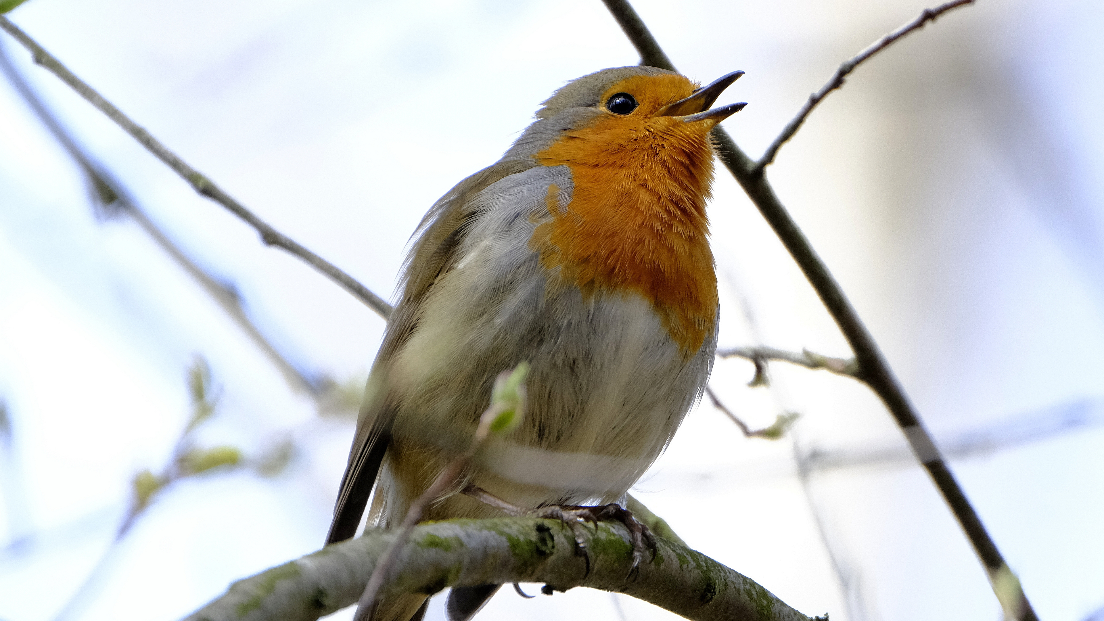 Rudzik (Erithacus rubicola) 03.2022