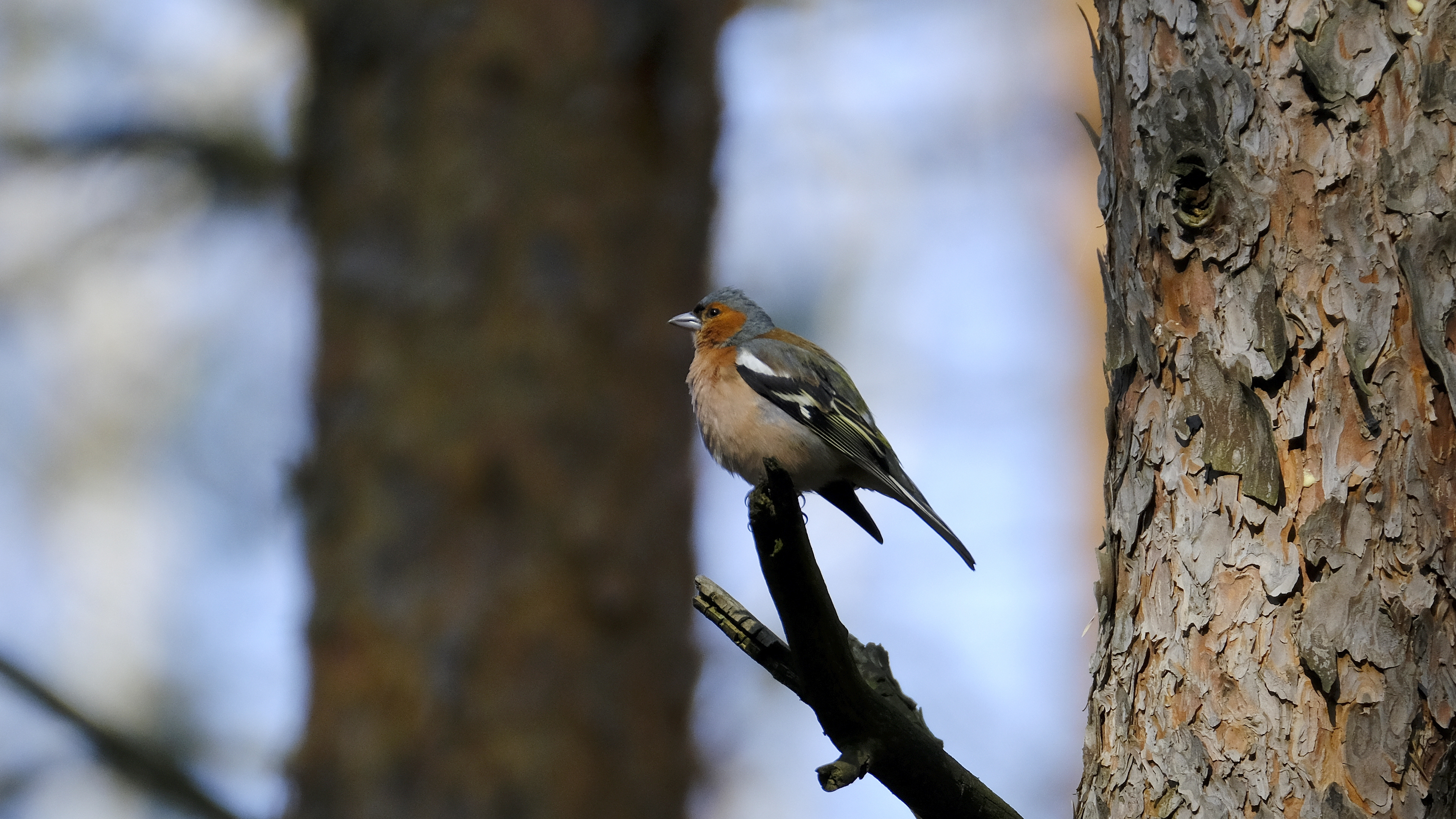 Zięba (Fringilla coelebs) 03.2022