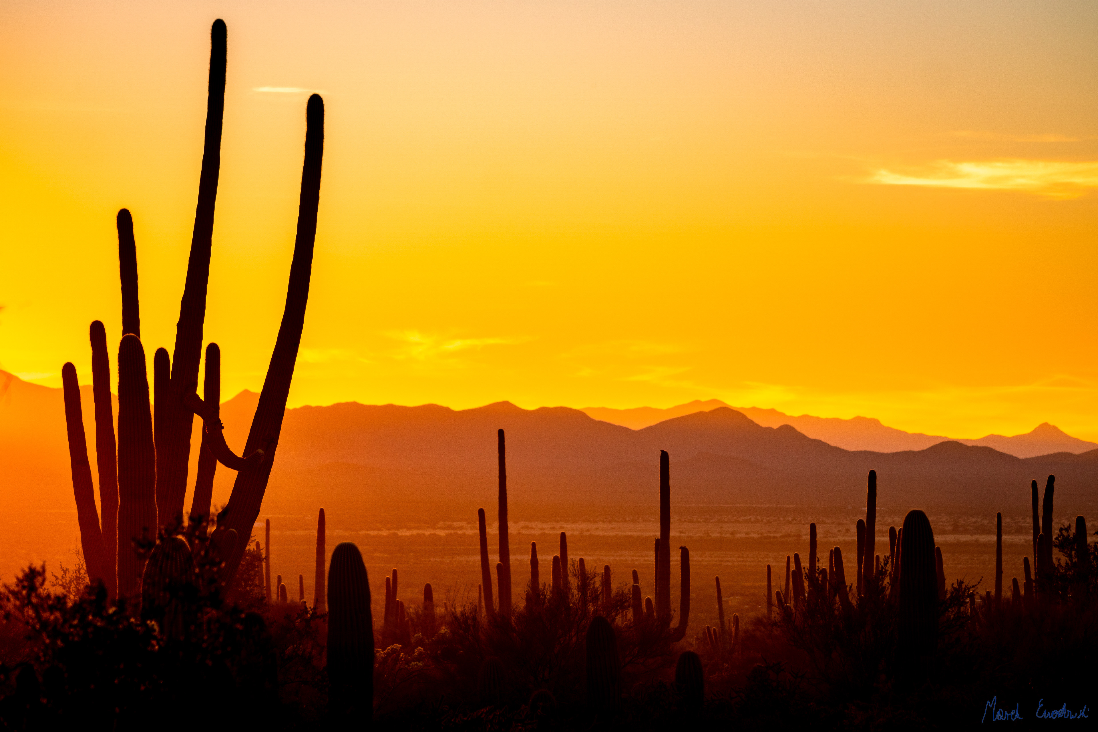 Saguaro National Park, Arizona
