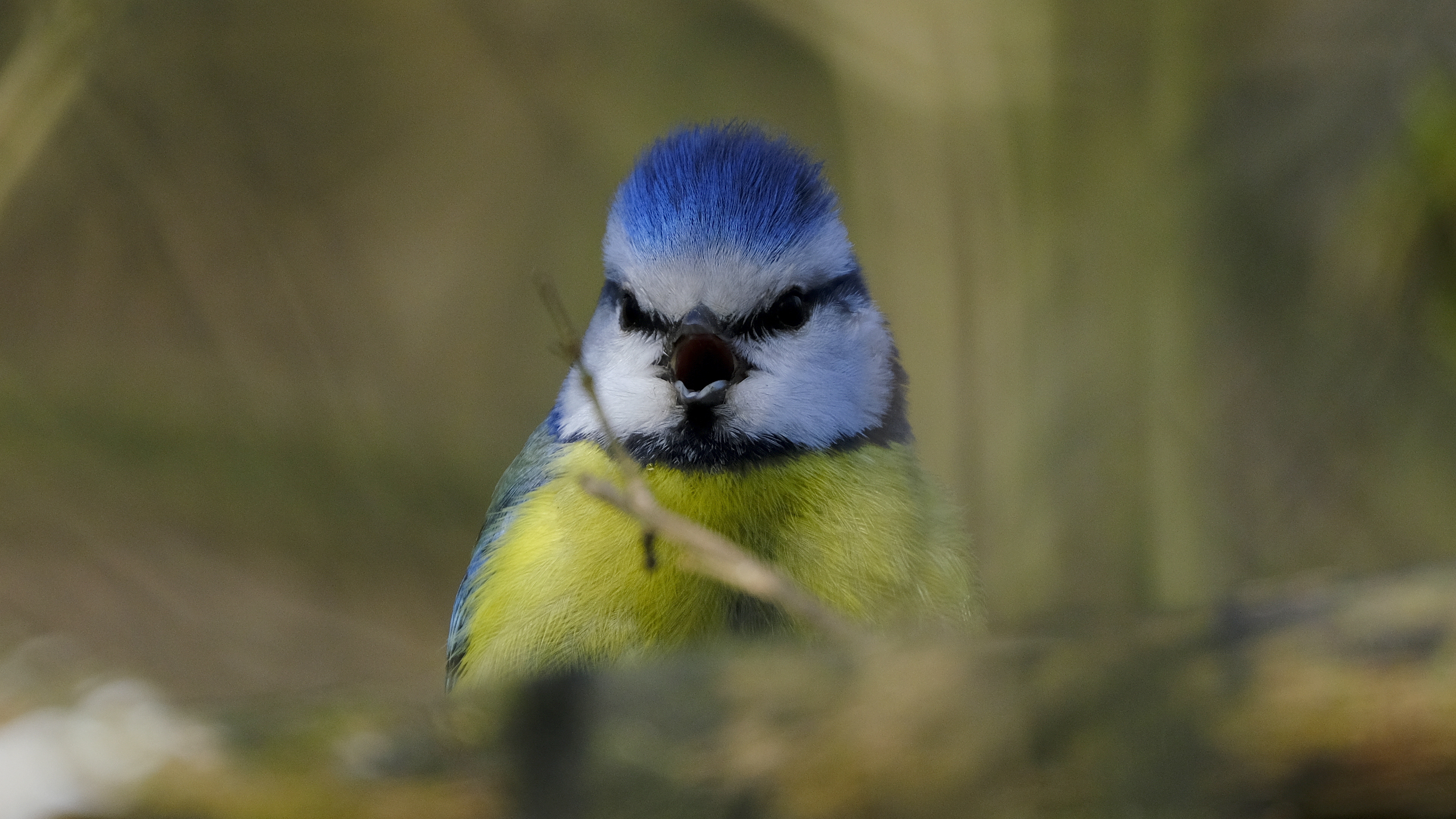 Modraszka (Parus caeruleus) 03.2022