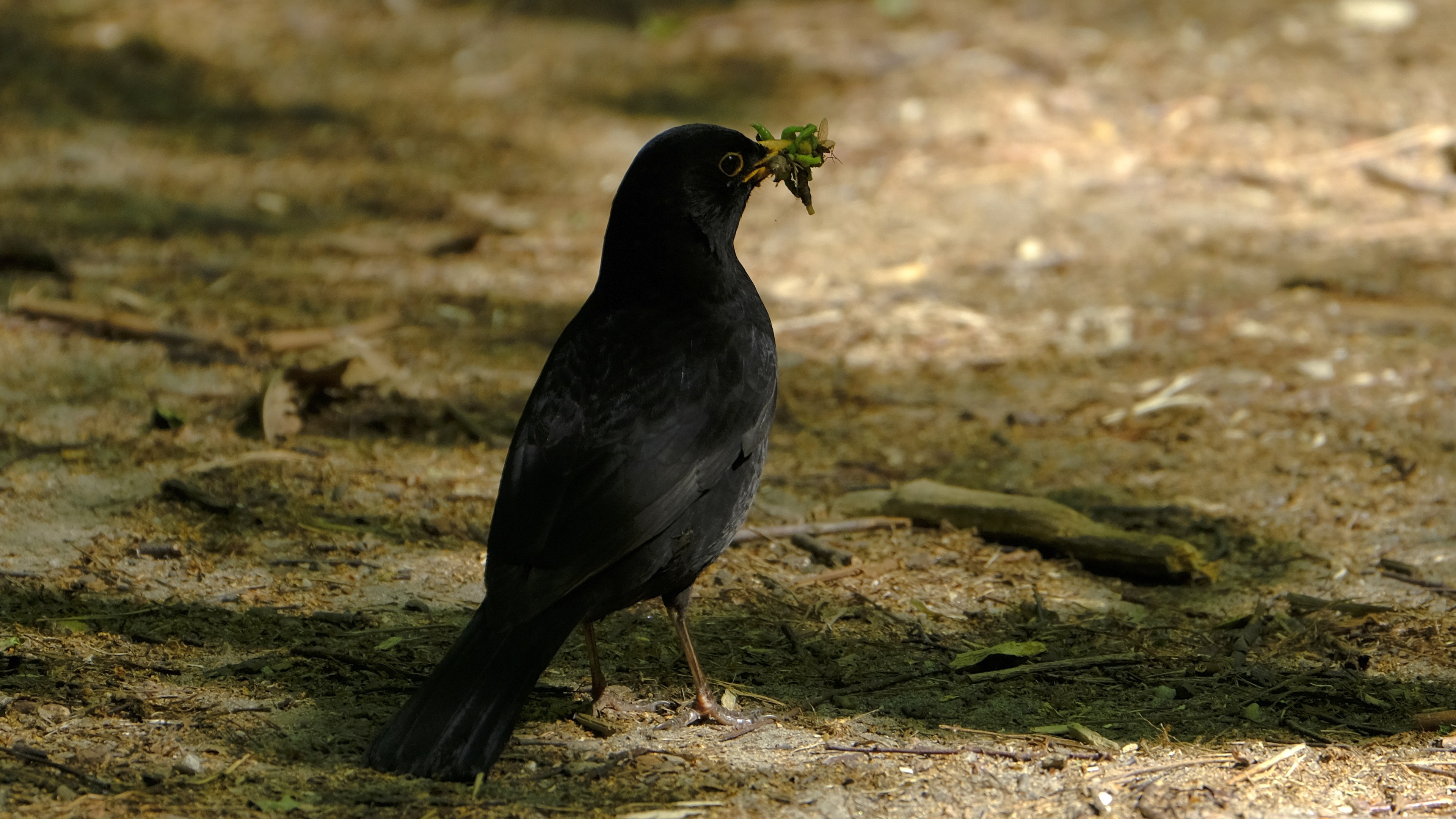 Kos żarłok (Turdus merula) 04.2022