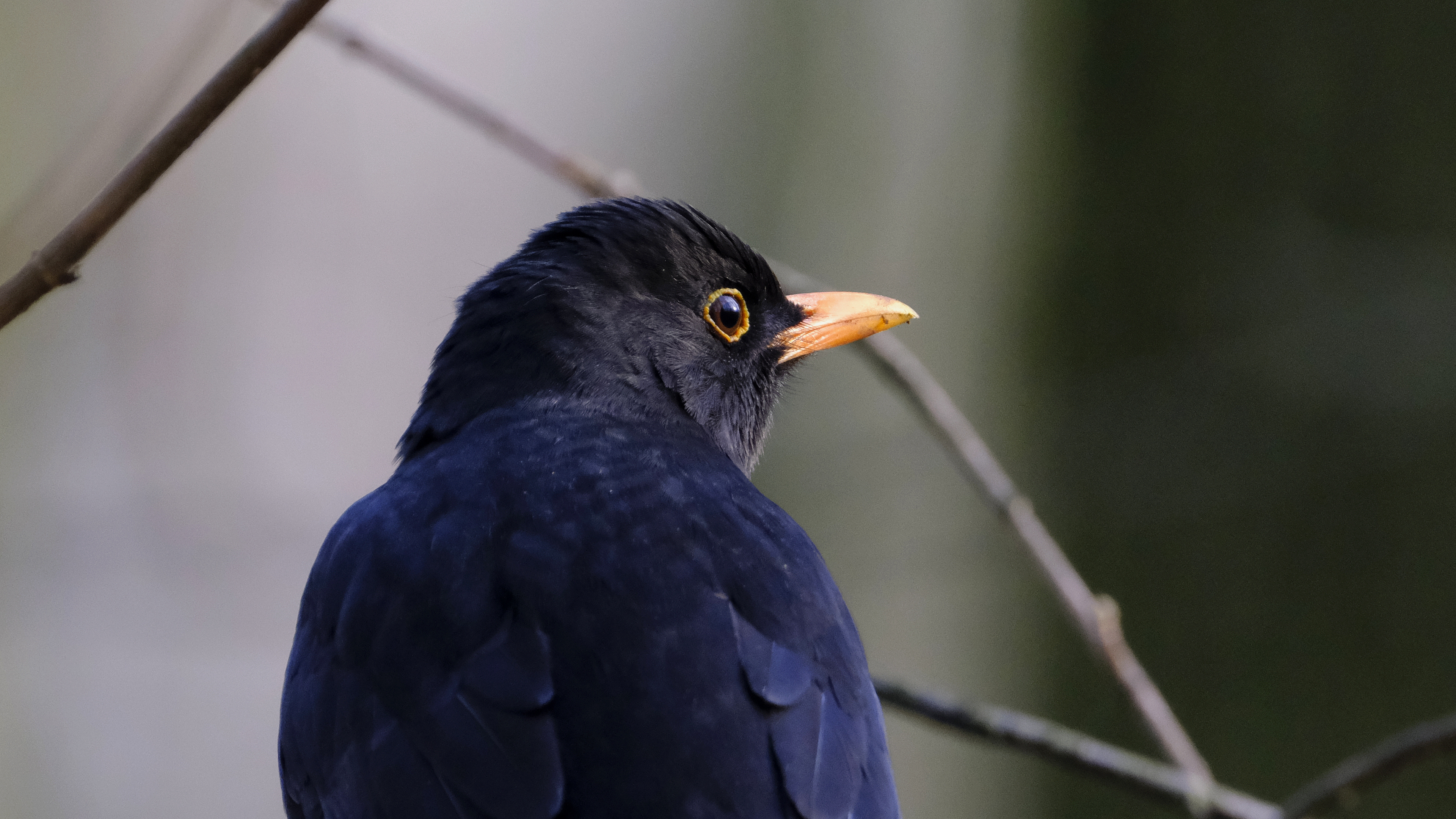Kos mysliciel (Turdus merula) 03.2022