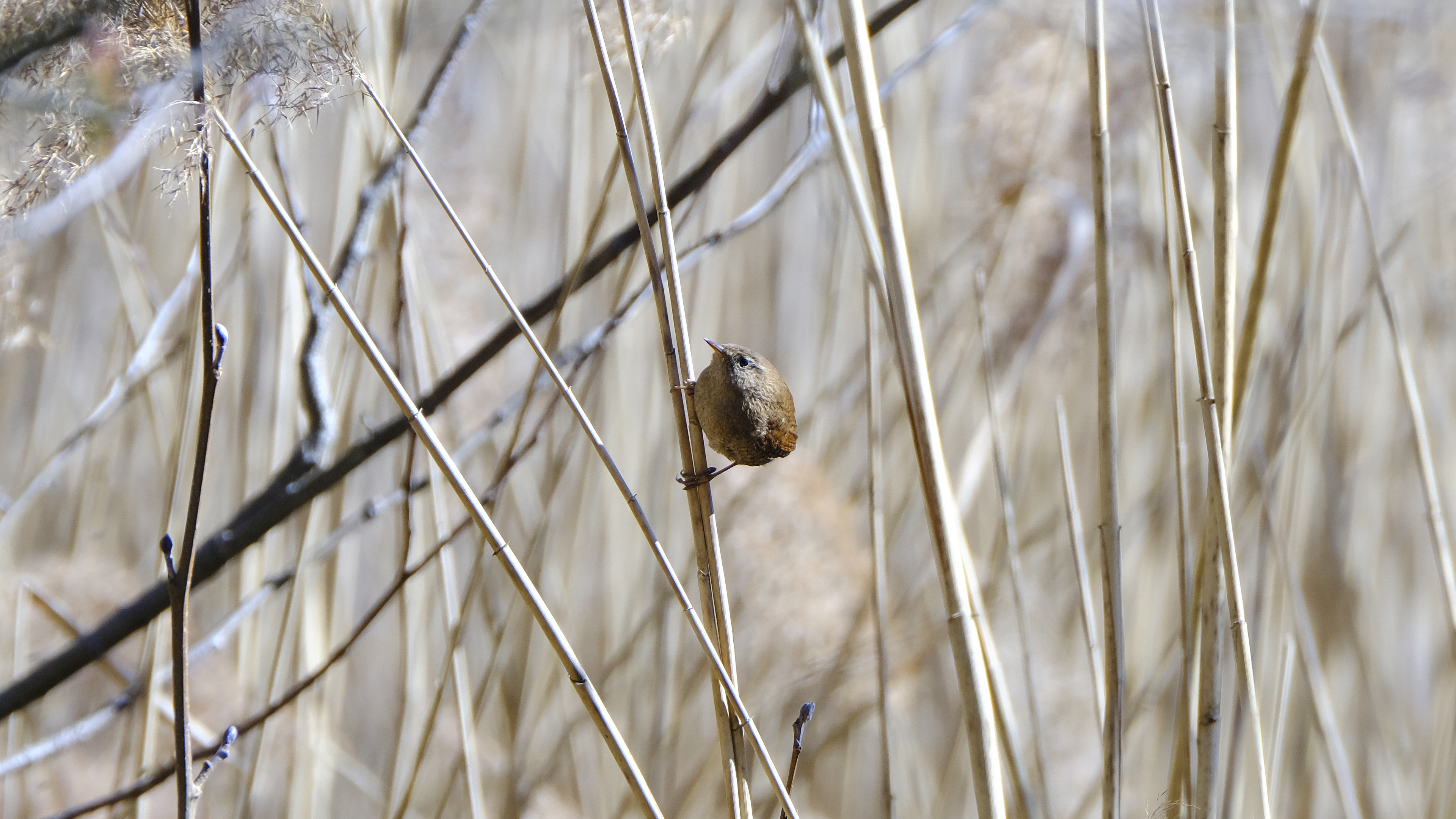 Strzyżyk (Troglodytes troglodytes) 03.2022